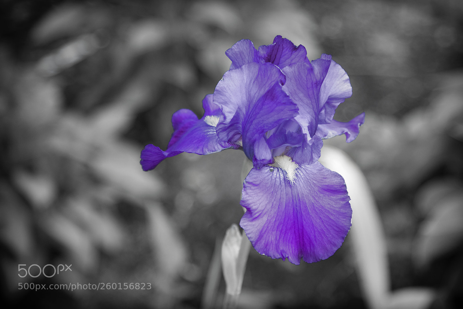 Canon EOS-1D X sample photo. Purple iris photography