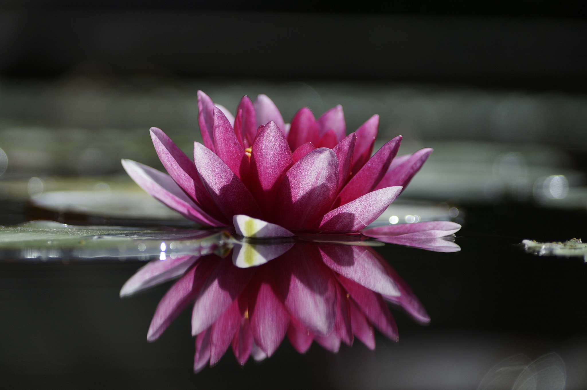Sony DT 55-200mm F4-5.6 SAM sample photo. Seerose im botanischen zoo wilhelma photography