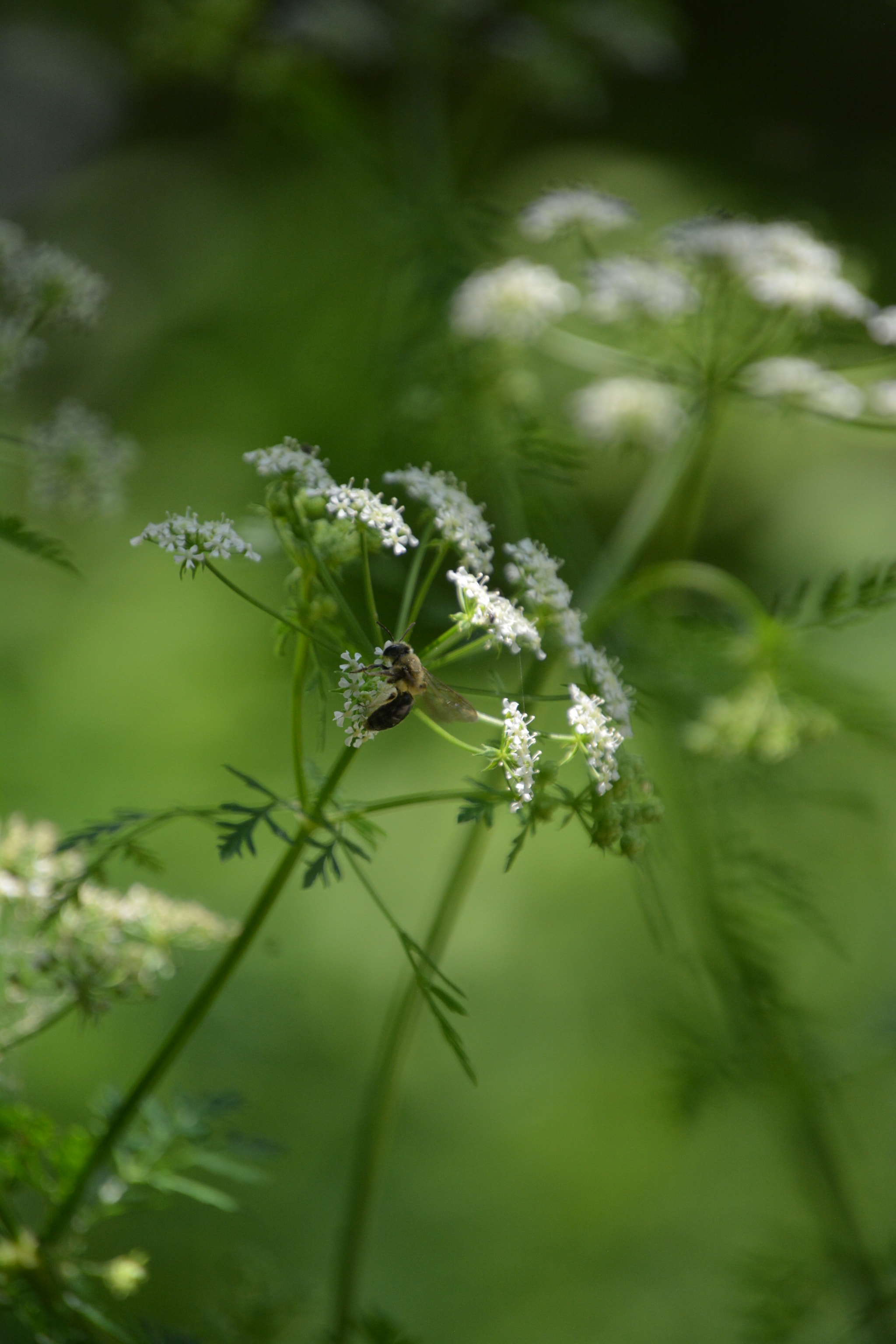 Nikon D7100 sample photo. Busy bee 1 photography