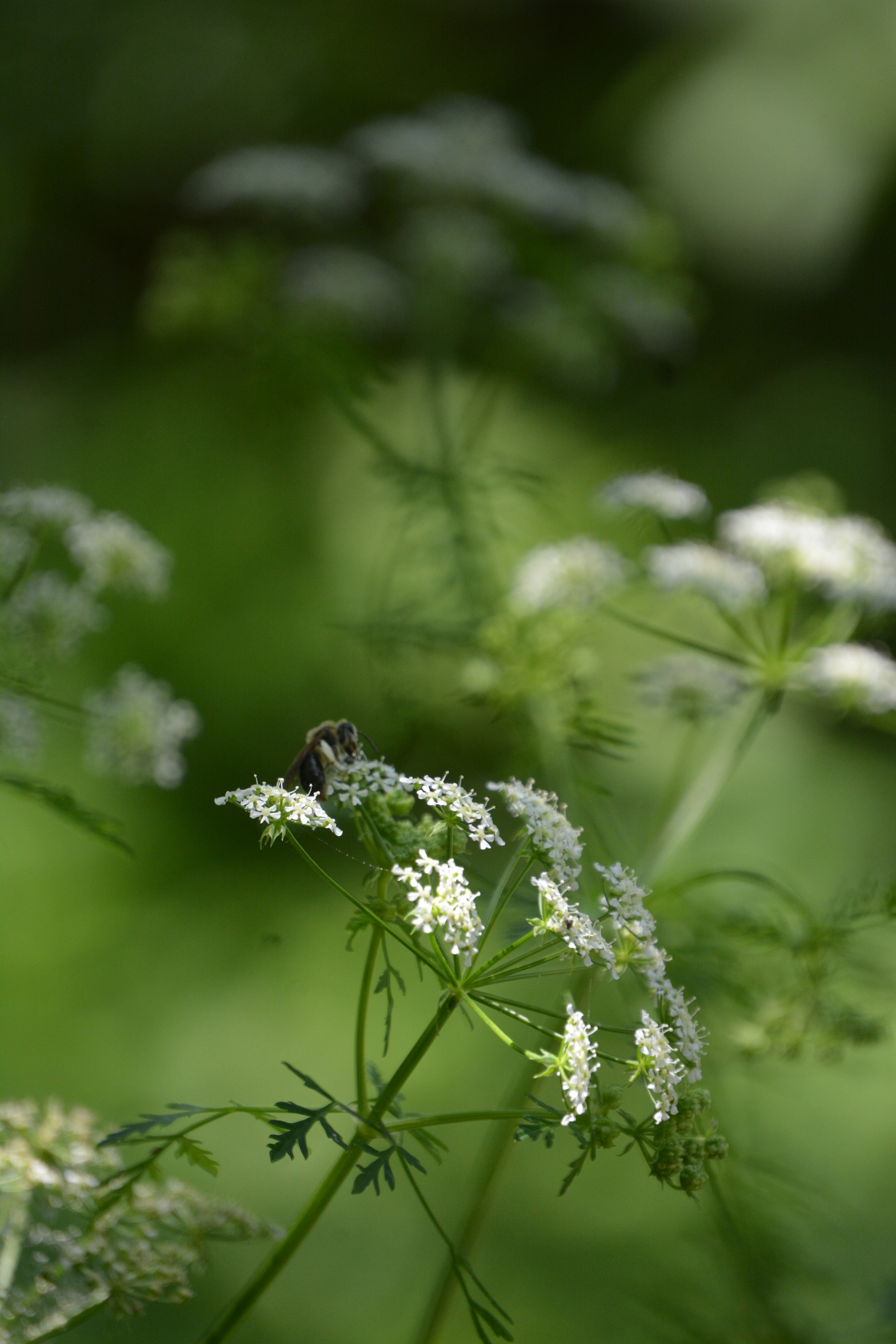 Nikon D7100 sample photo. Busy bee 7 photography