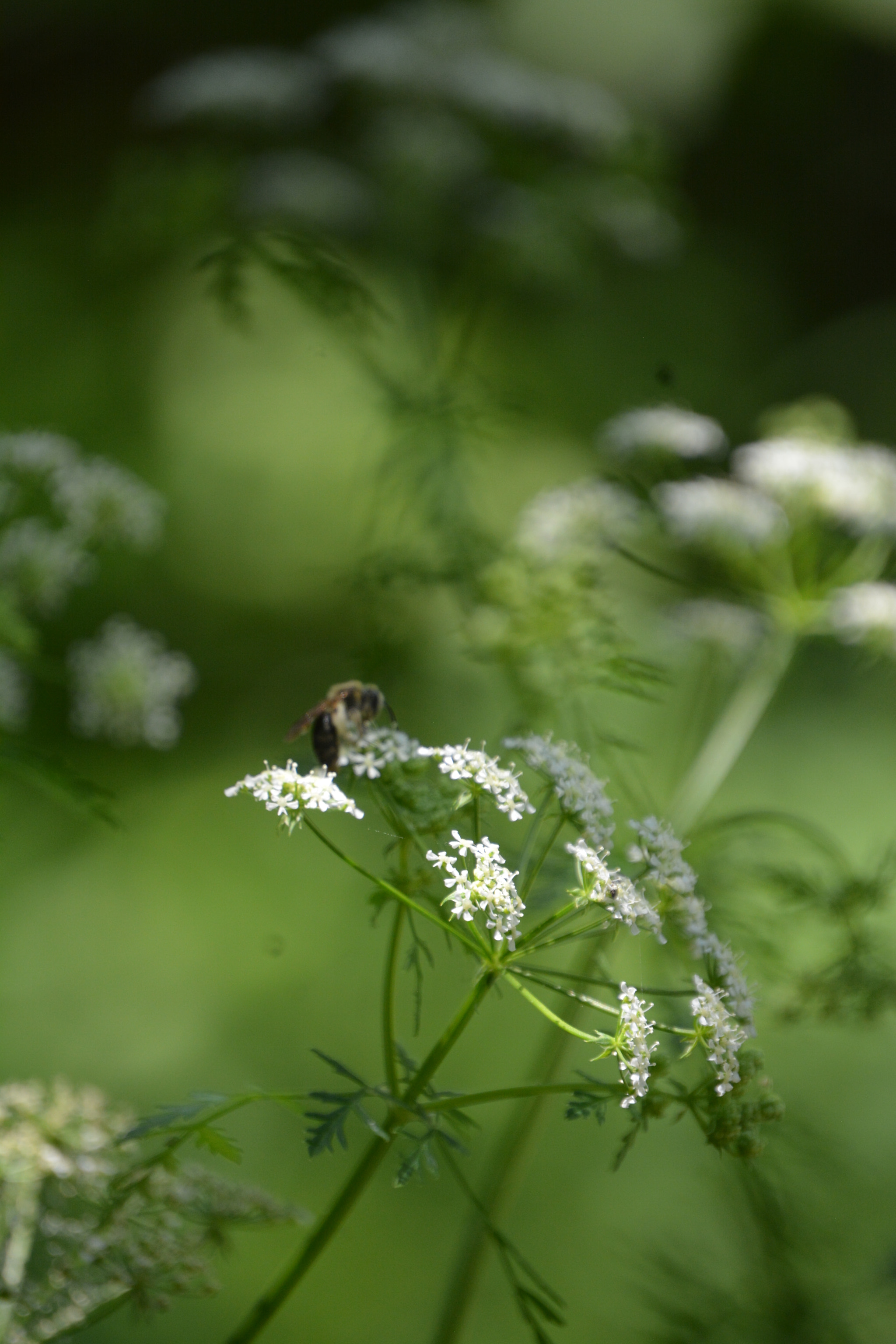 Nikon D7100 sample photo. Busy bee 6 photography