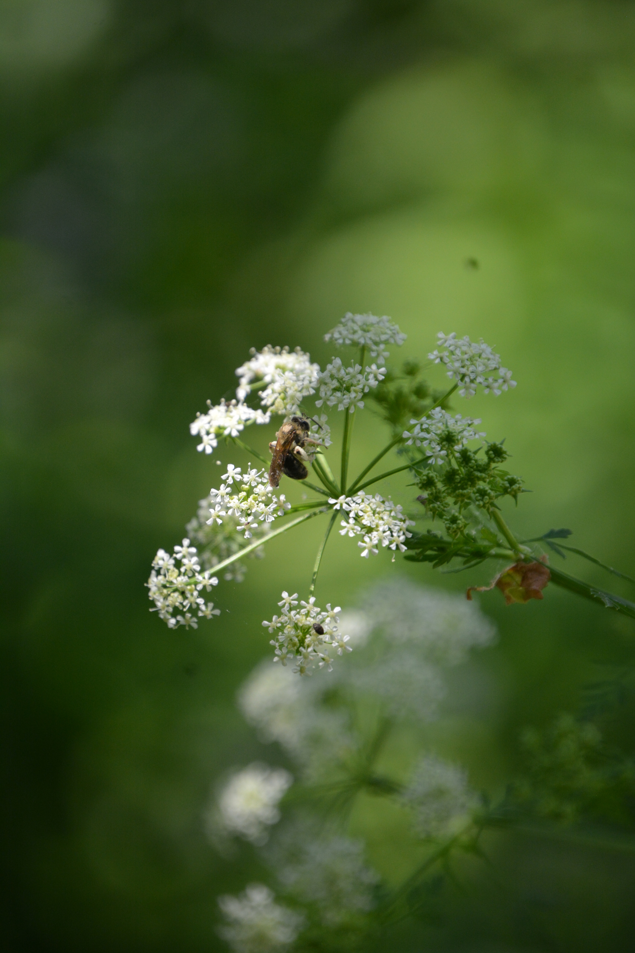 Nikon D7100 sample photo. Busy bee 5 photography