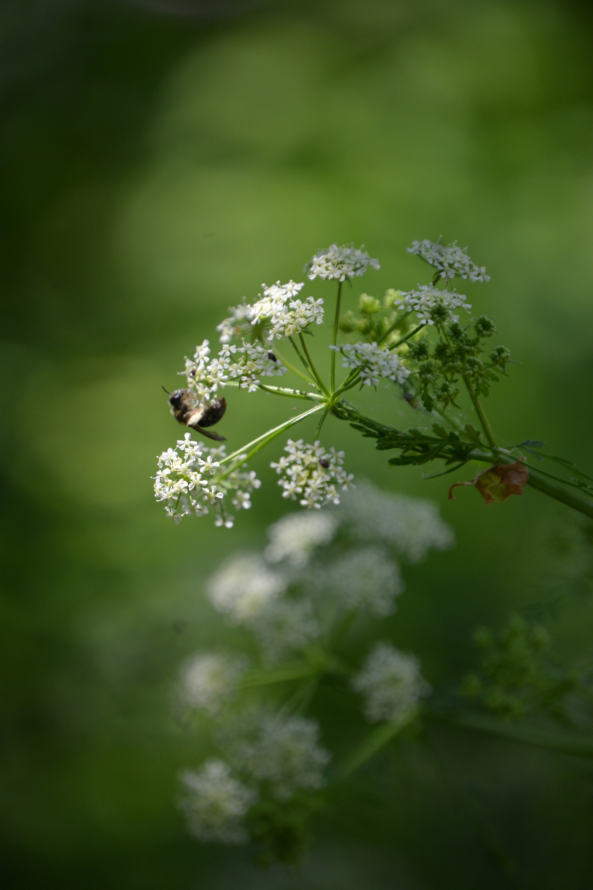 Nikon D7100 sample photo. Busy bee 4 photography