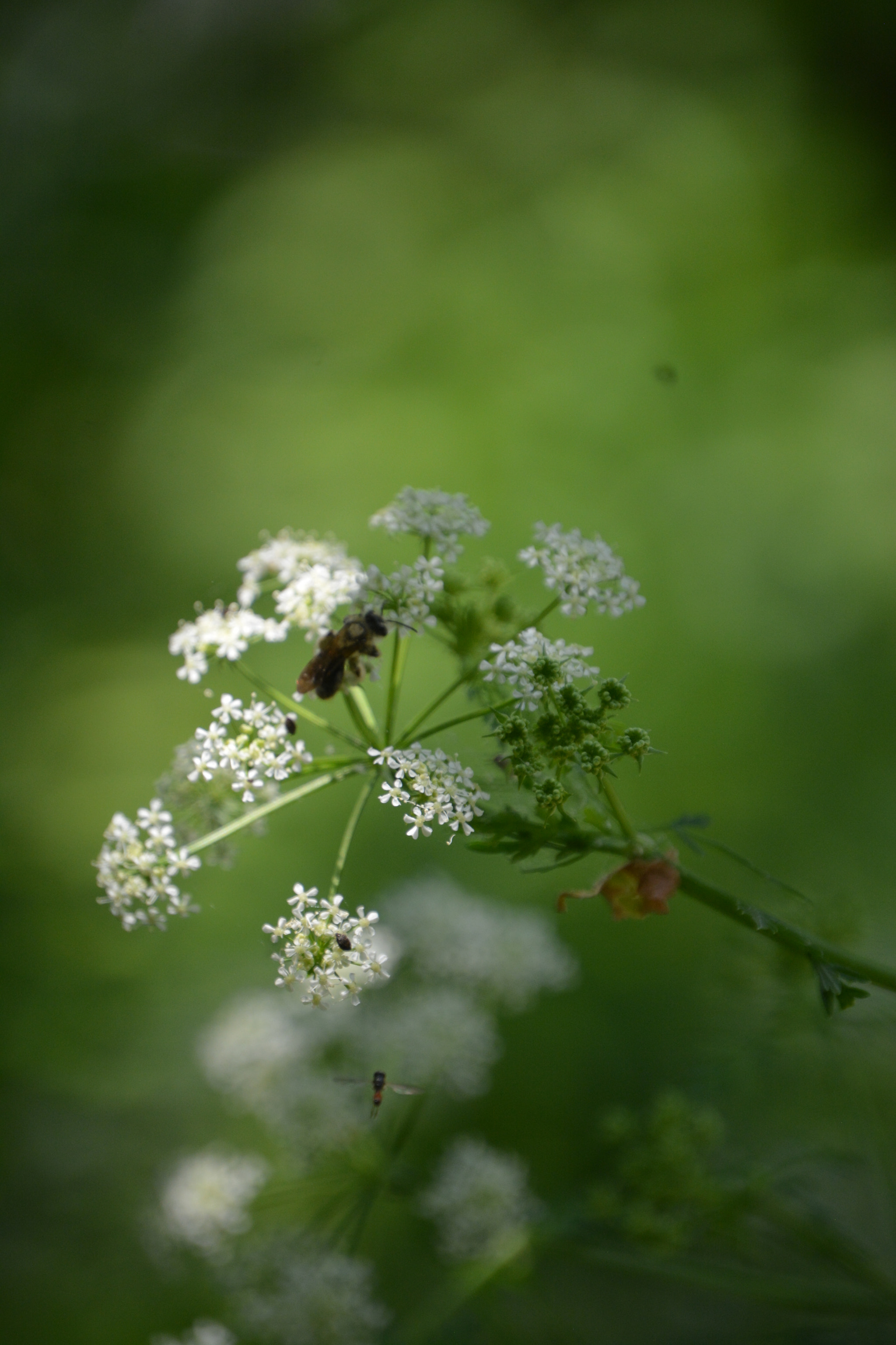 Nikon D7100 sample photo. Busy bee 3 photography