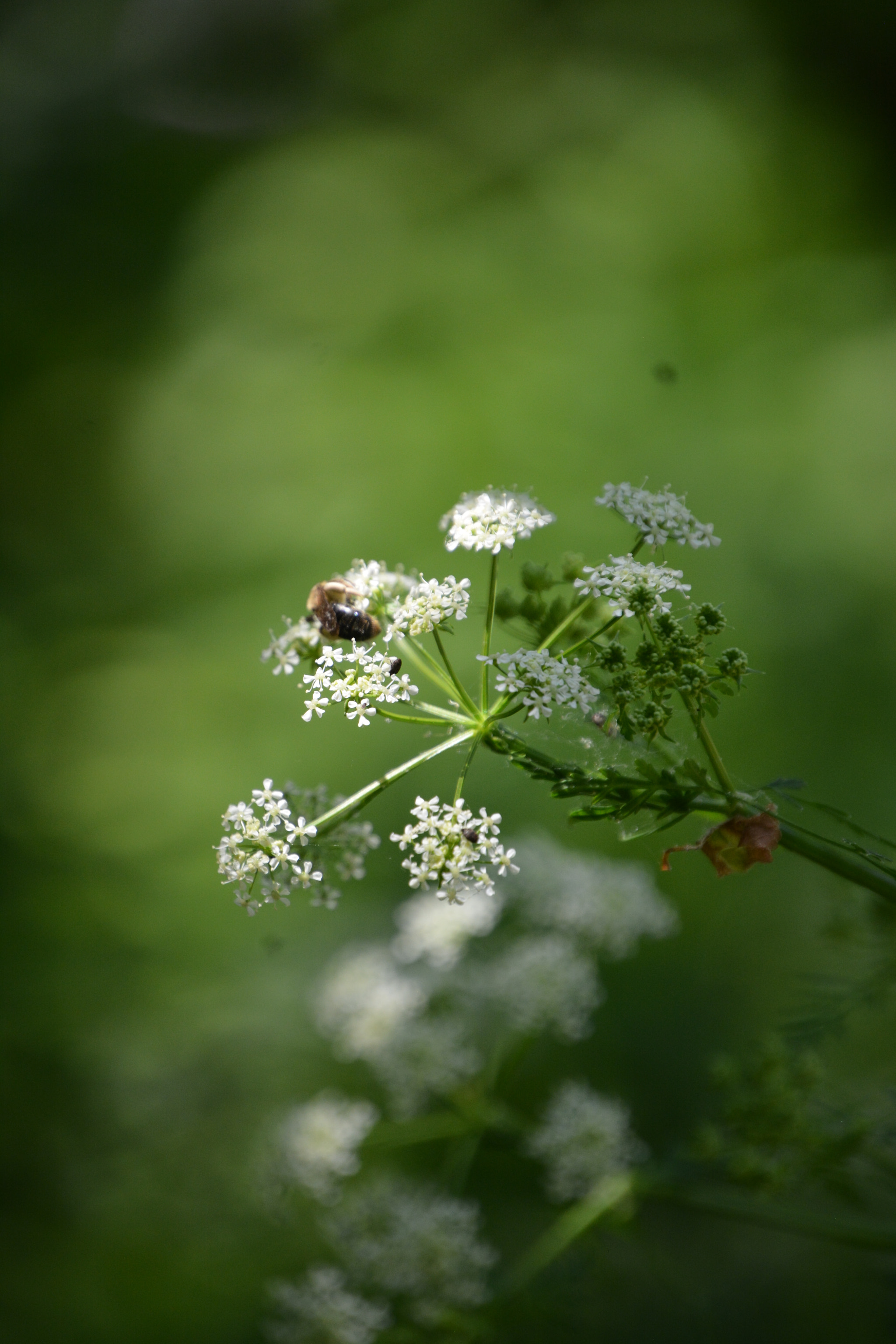 Nikon D7100 sample photo. Busy bee 2 photography