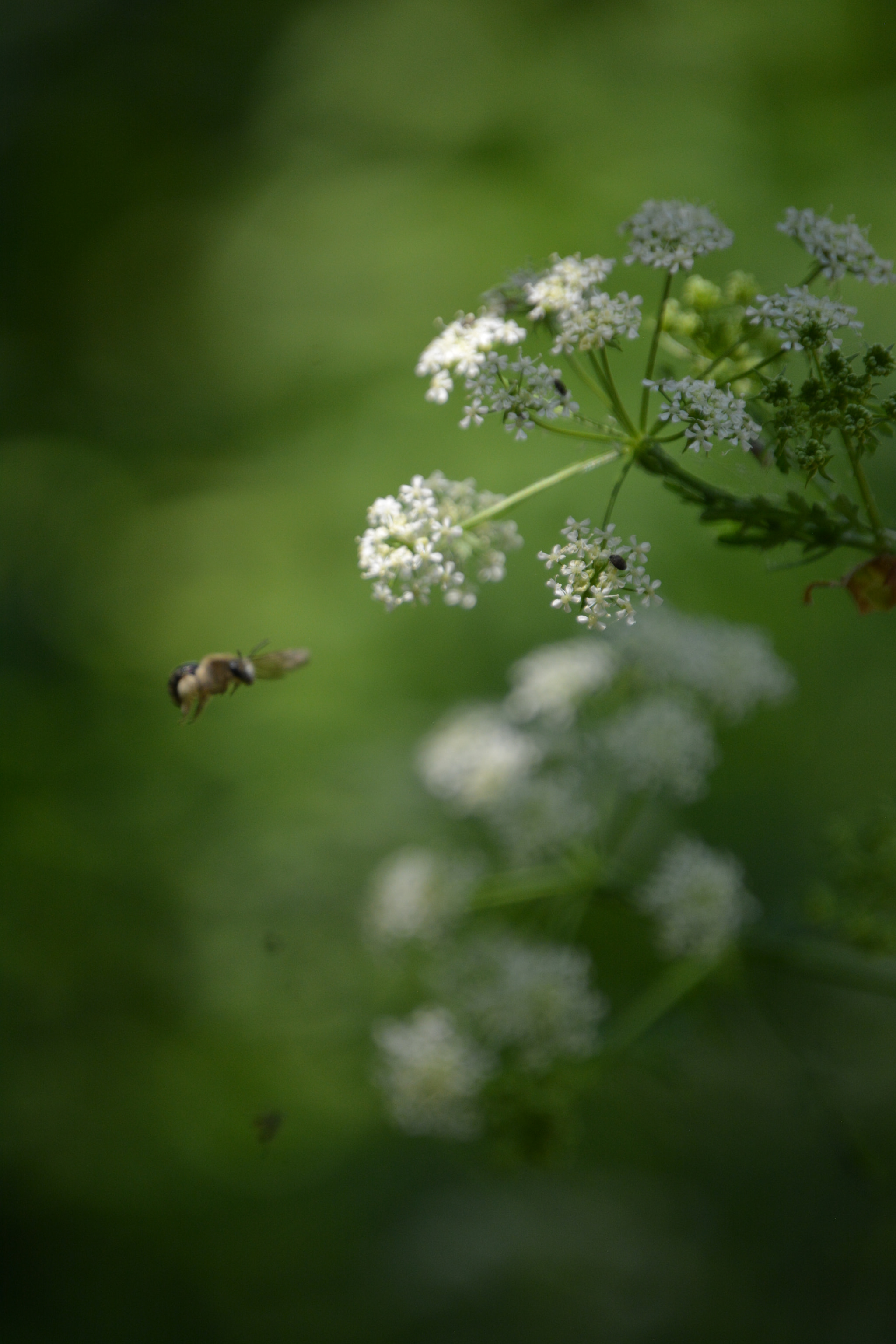 Nikon D7100 sample photo. Bee lurking photography
