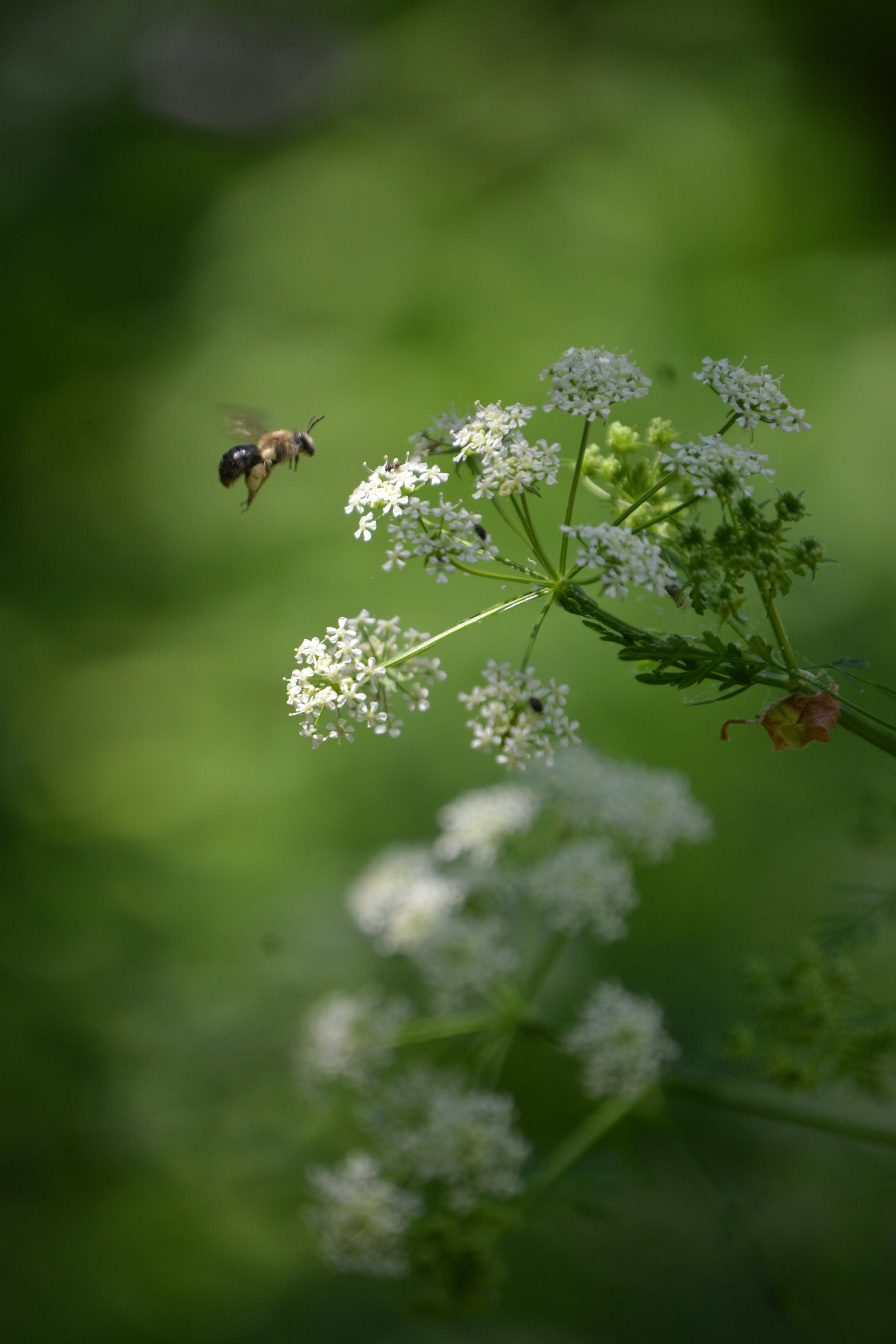 Nikon D7100 sample photo. Bee in flight photography