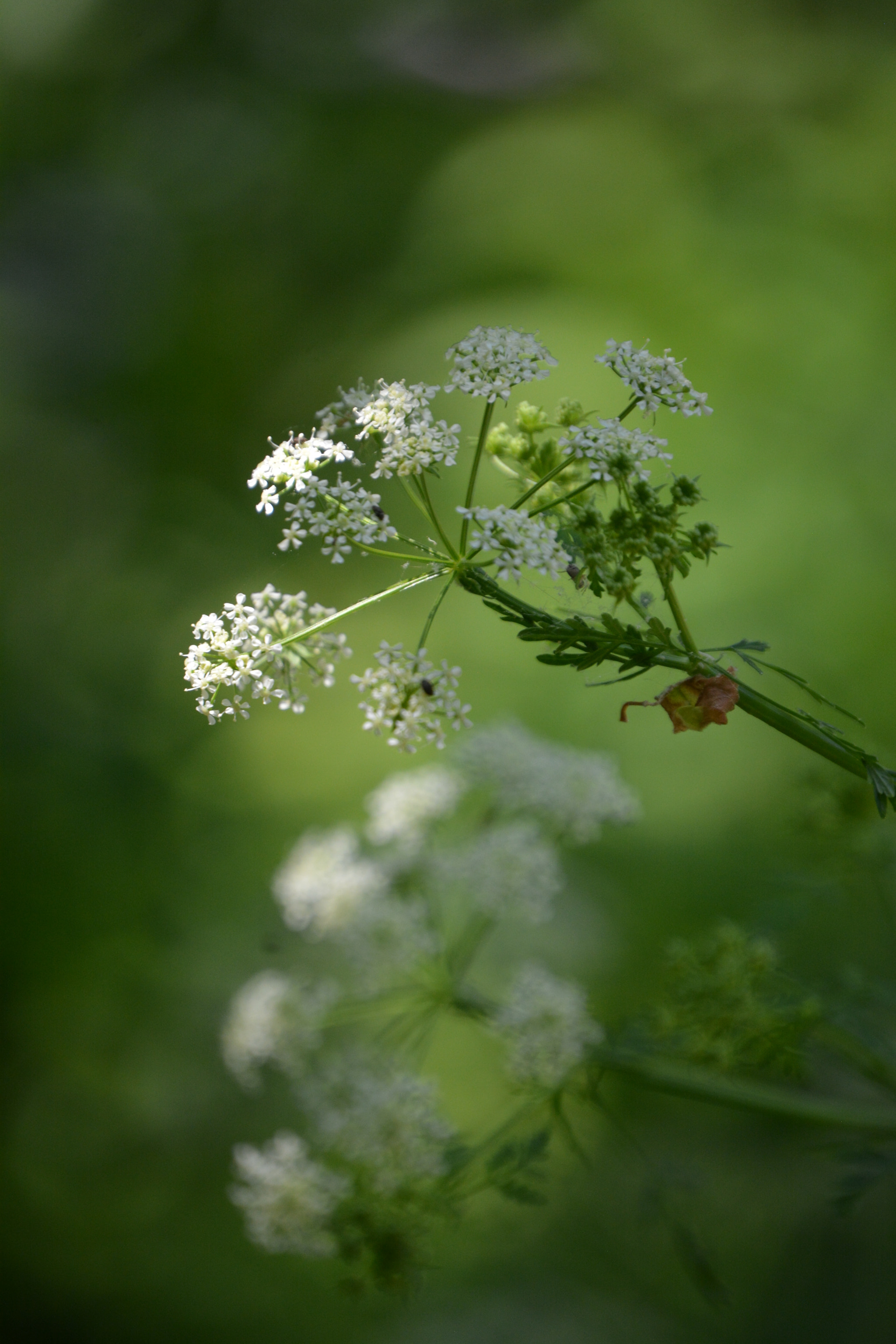 Nikon D7100 sample photo. Busy bee 8 photography