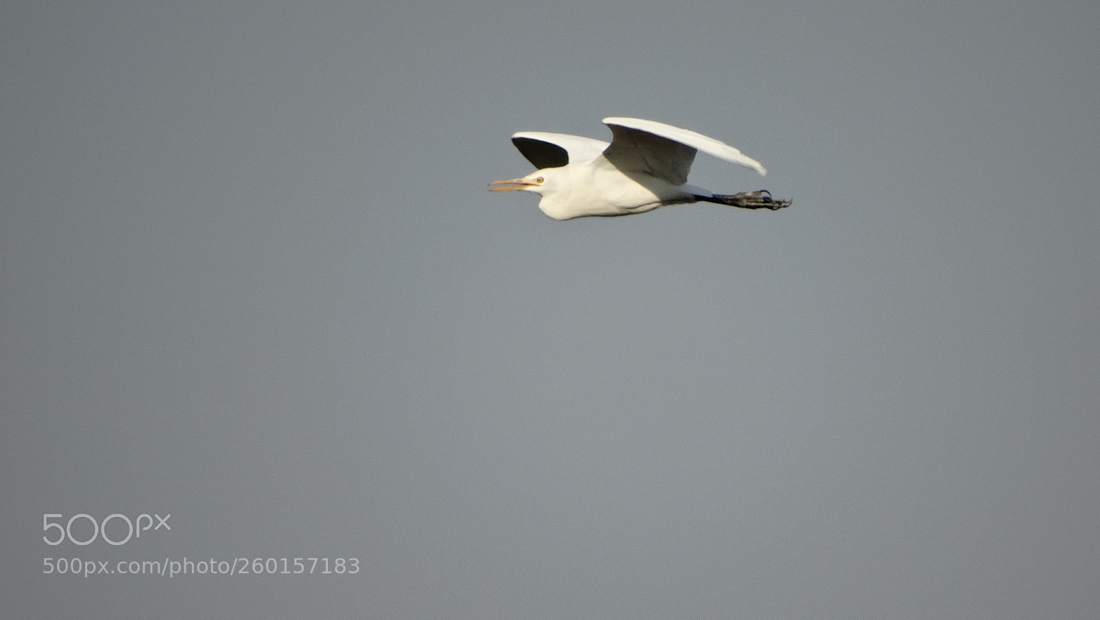 Sony Cyber-shot DSC-HX300 sample photo. White heron photography