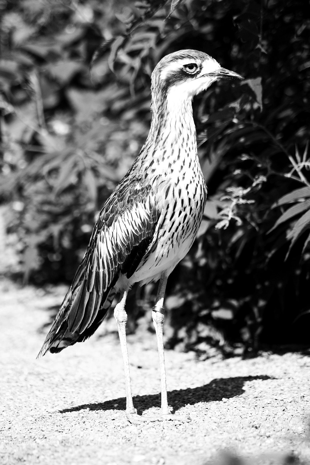Sony SLT-A58 sample photo. Wilhelma zoo stuttart photography