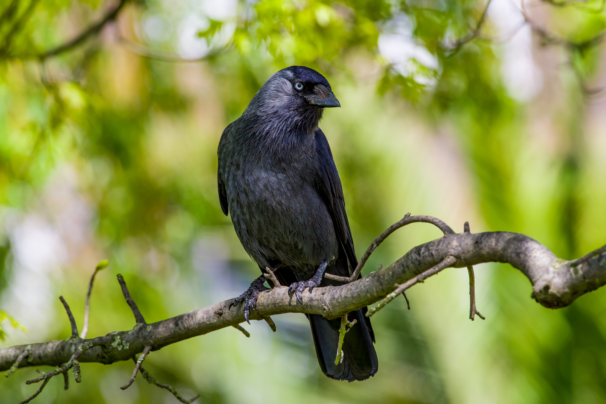 Pentax K-1 Mark II sample photo. Jackdaw photography