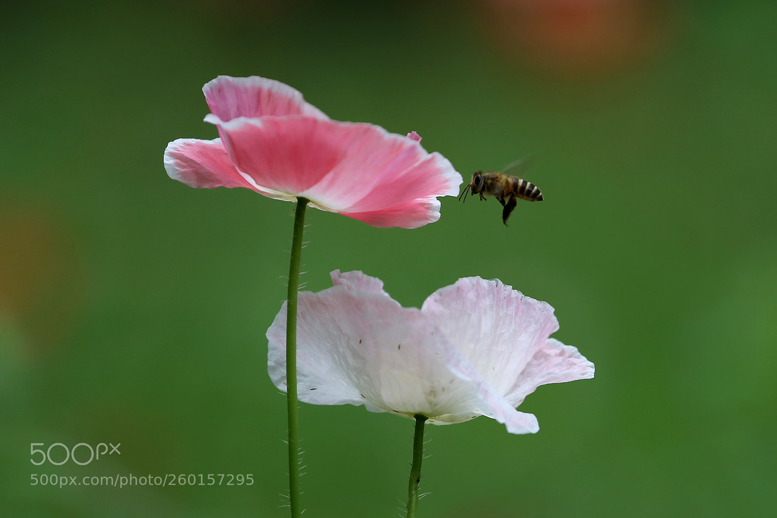 Canon EOS-1D X sample photo. Untitled photography