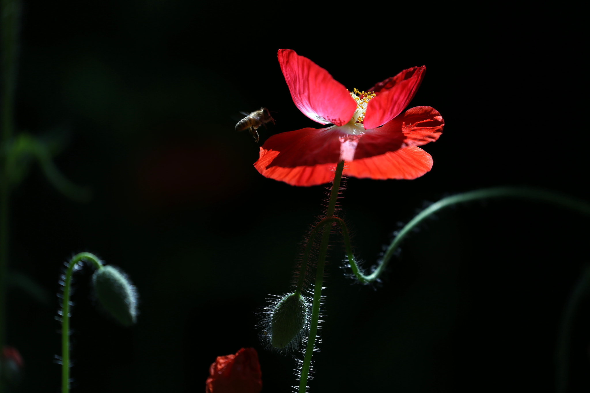 Canon EOS-1D X sample photo