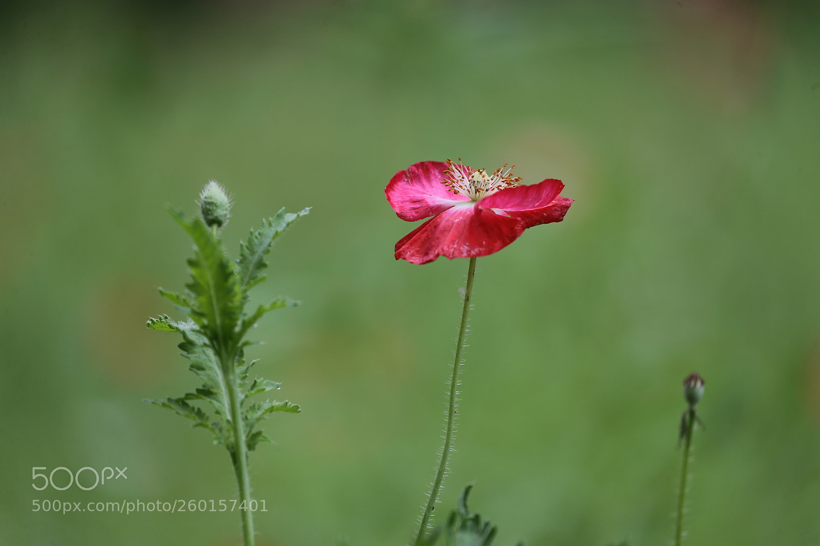 Canon EOS-1D X sample photo. Untitled photography