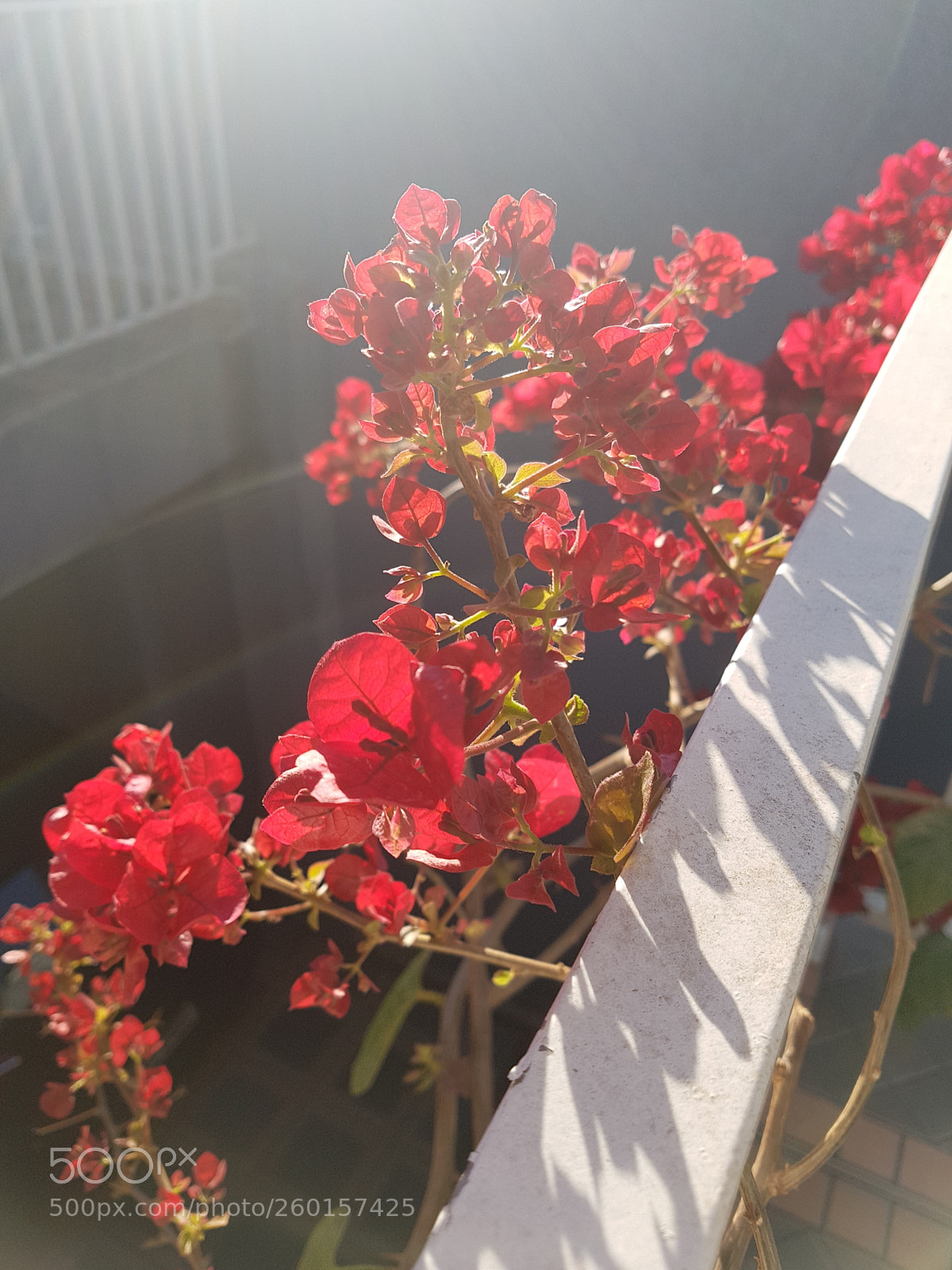 Samsung Galaxy S7 Edge sample photo. Untitled photography