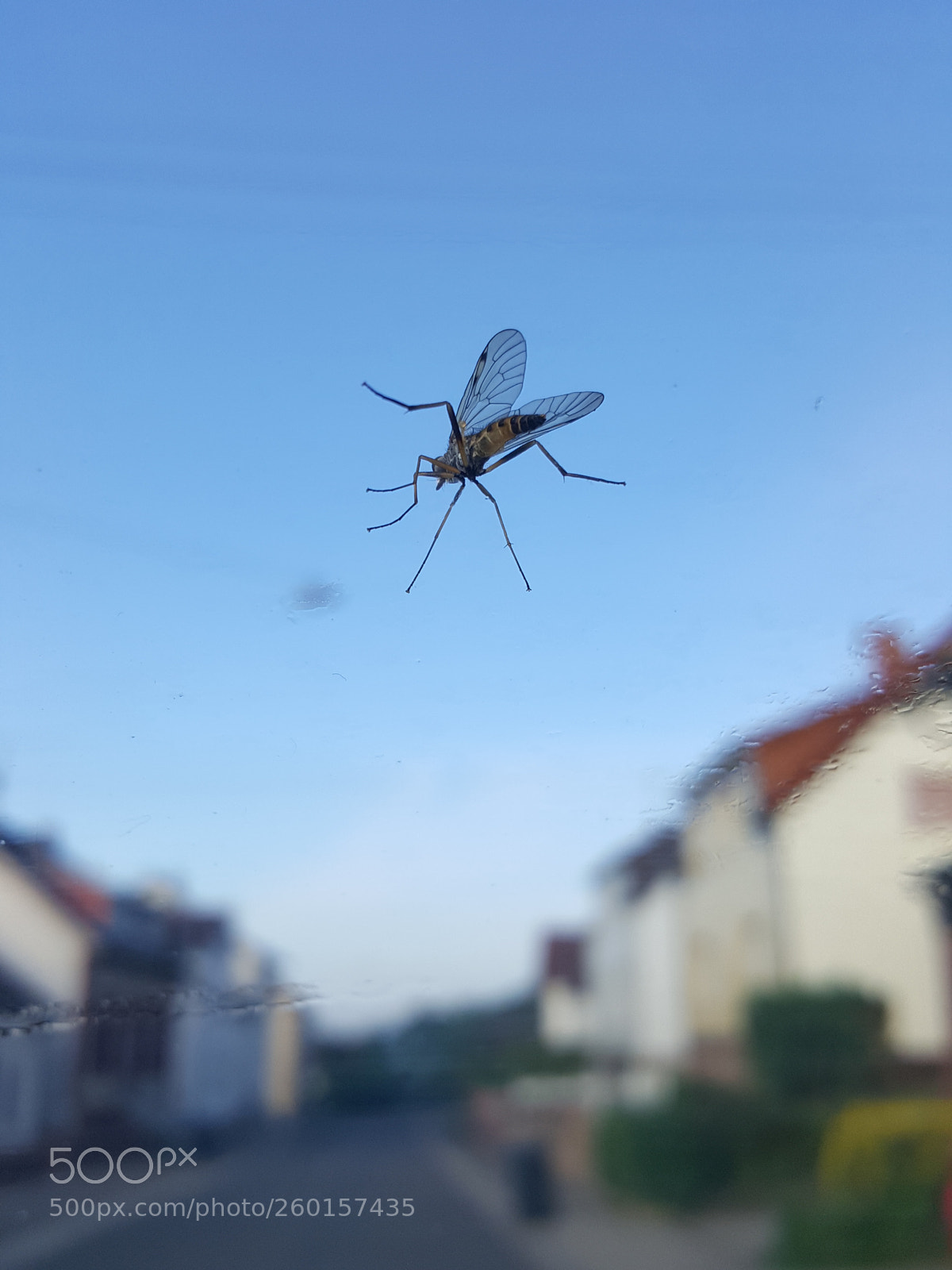 Samsung GALAXY S6 edge sample photo. Fly photography