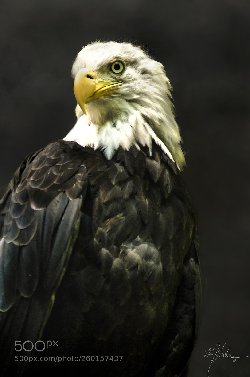 Nikon D3300 sample photo. Bald eagle photography