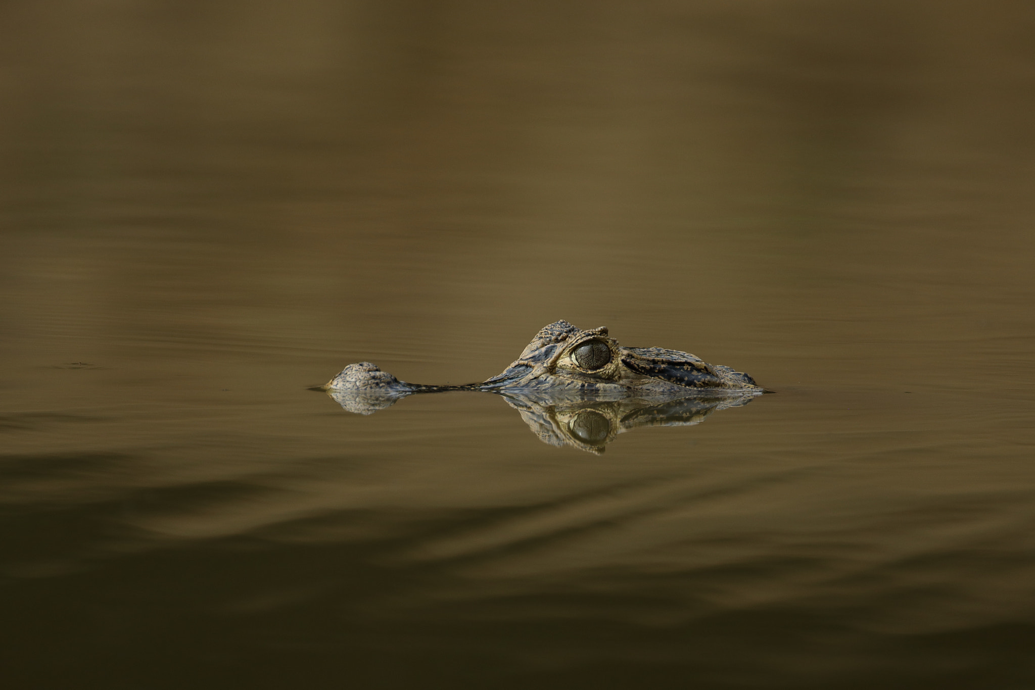 Canon EF 500mm F4L IS USM sample photo. Spectacled caiman - babilla photography
