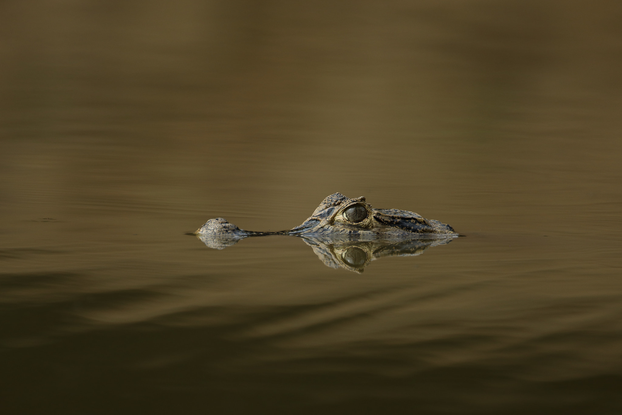 Canon EOS 5D Mark IV sample photo. Spectacled caiman - babilla photography