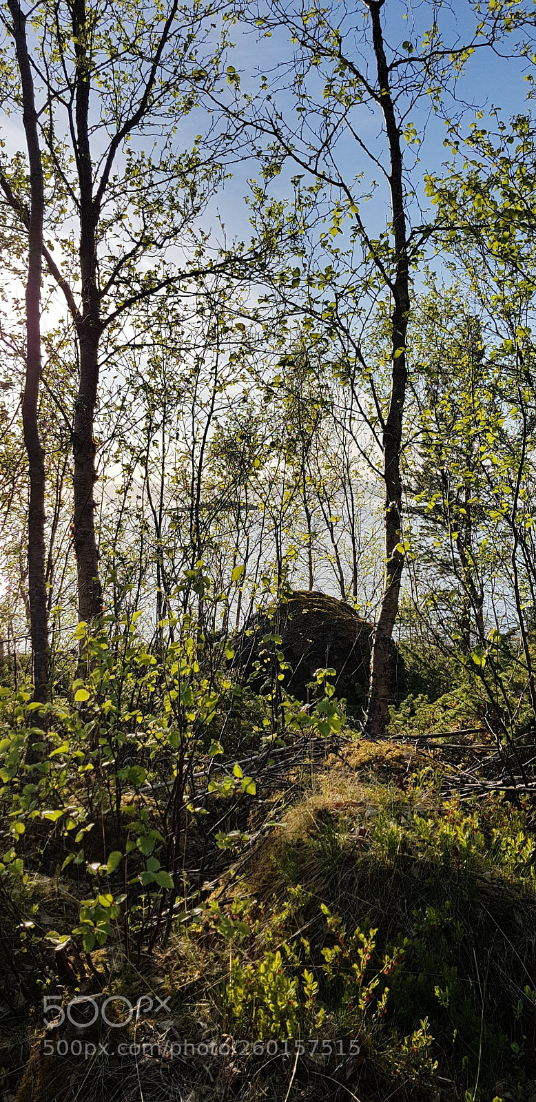 Samsung Galaxy S8 sample photo. Just a big stone photography