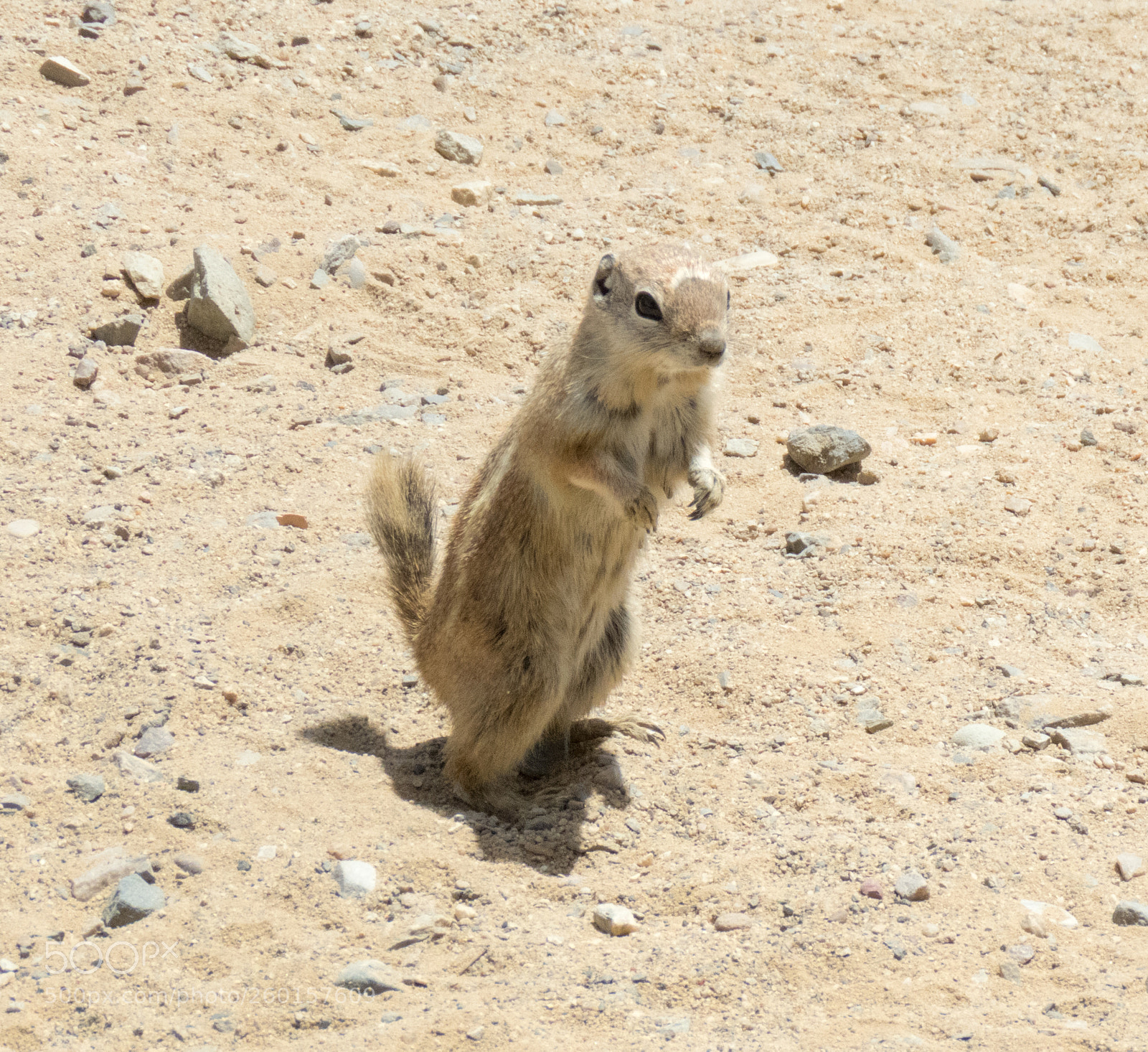 Canon PowerShot SX60 HS sample photo. Antelope ground squirrel photography