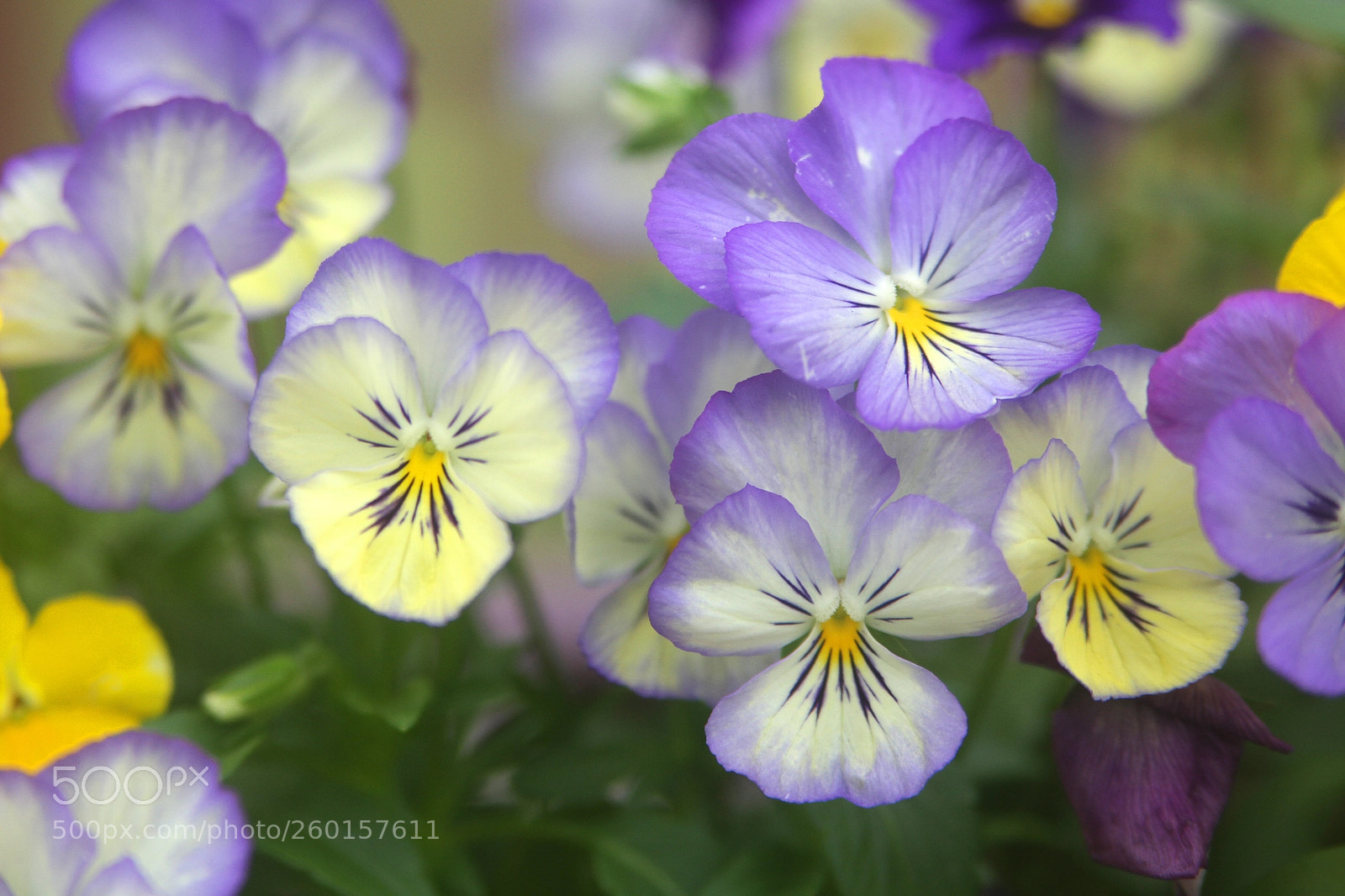 Canon EOS 7D sample photo. Lily flowers photography