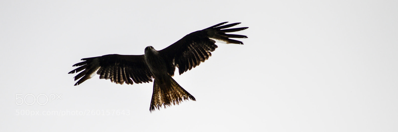 Nikon D3200 sample photo. Red kite photography