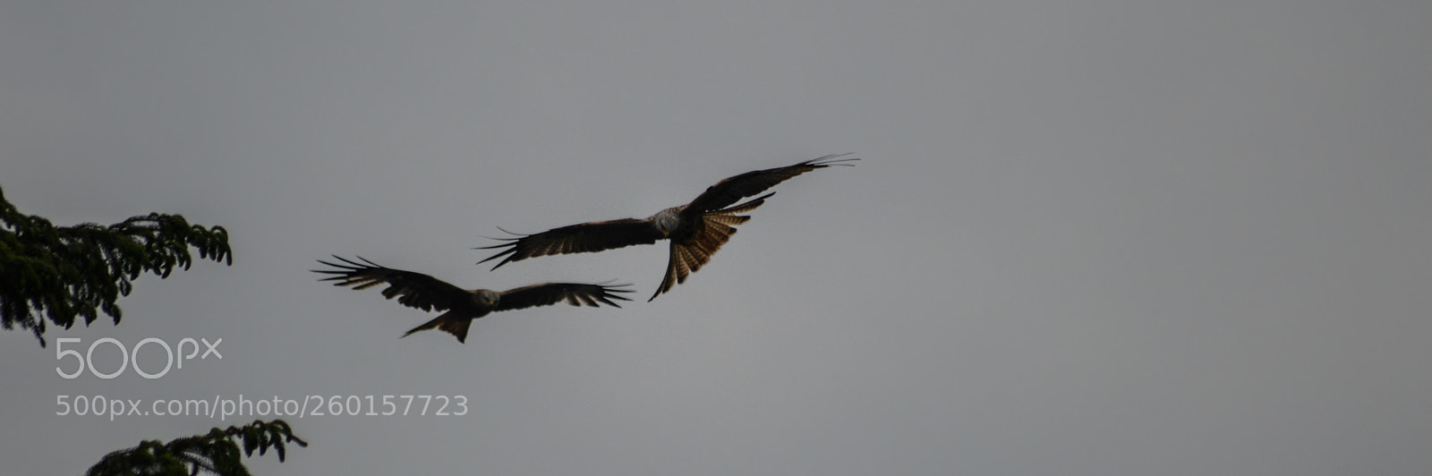 Nikon D3200 sample photo. Red kite photography