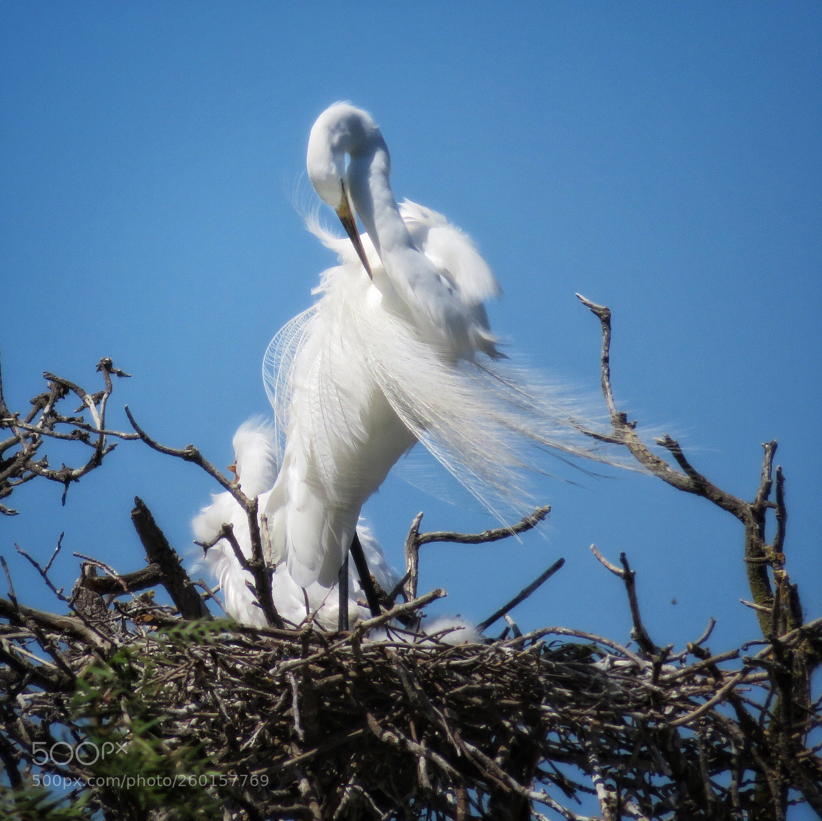 Canon PowerShot SX720 HS sample photo. Dancing egret photography