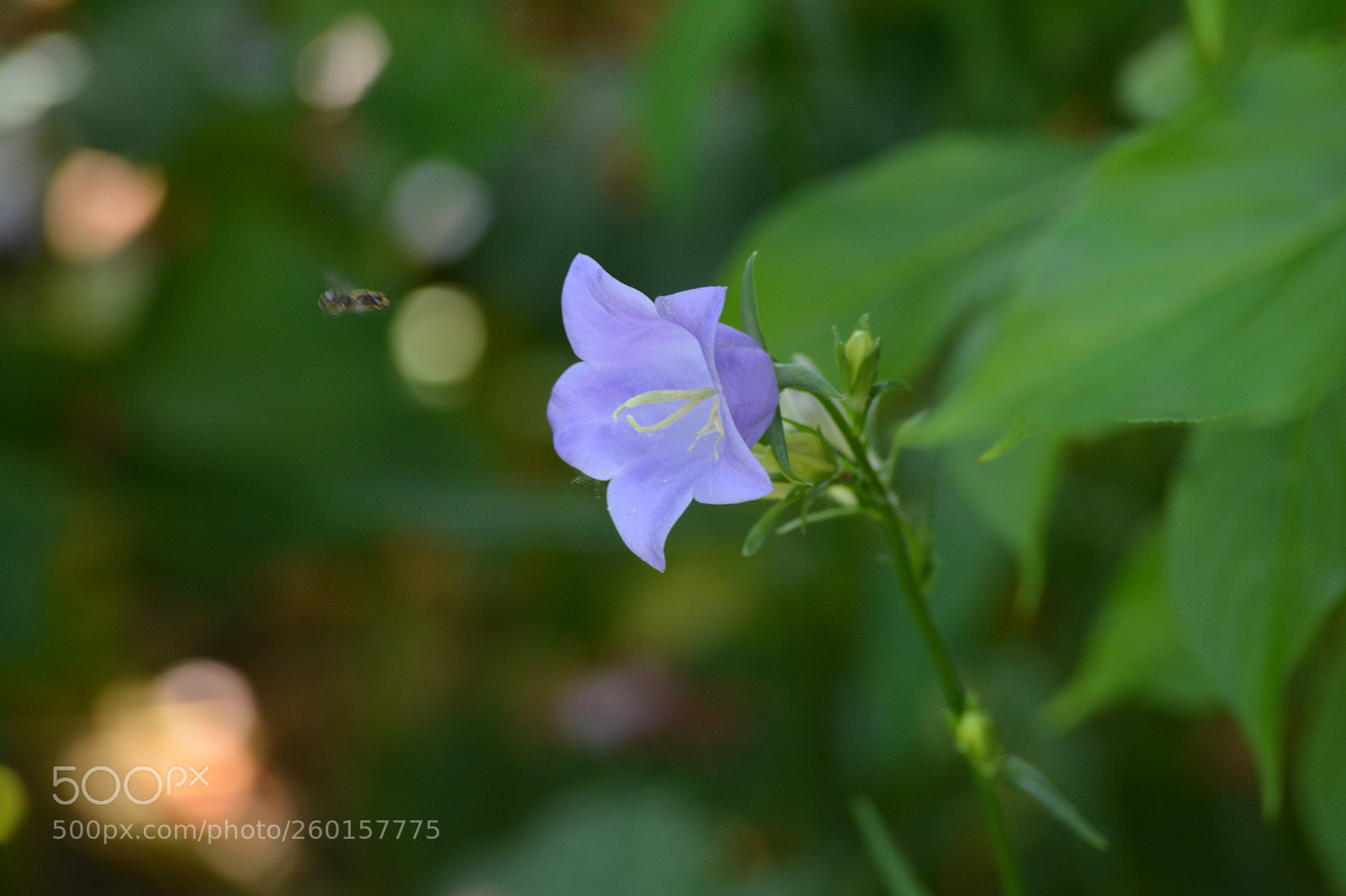 Nikon D5200 sample photo. Bee - work in photography