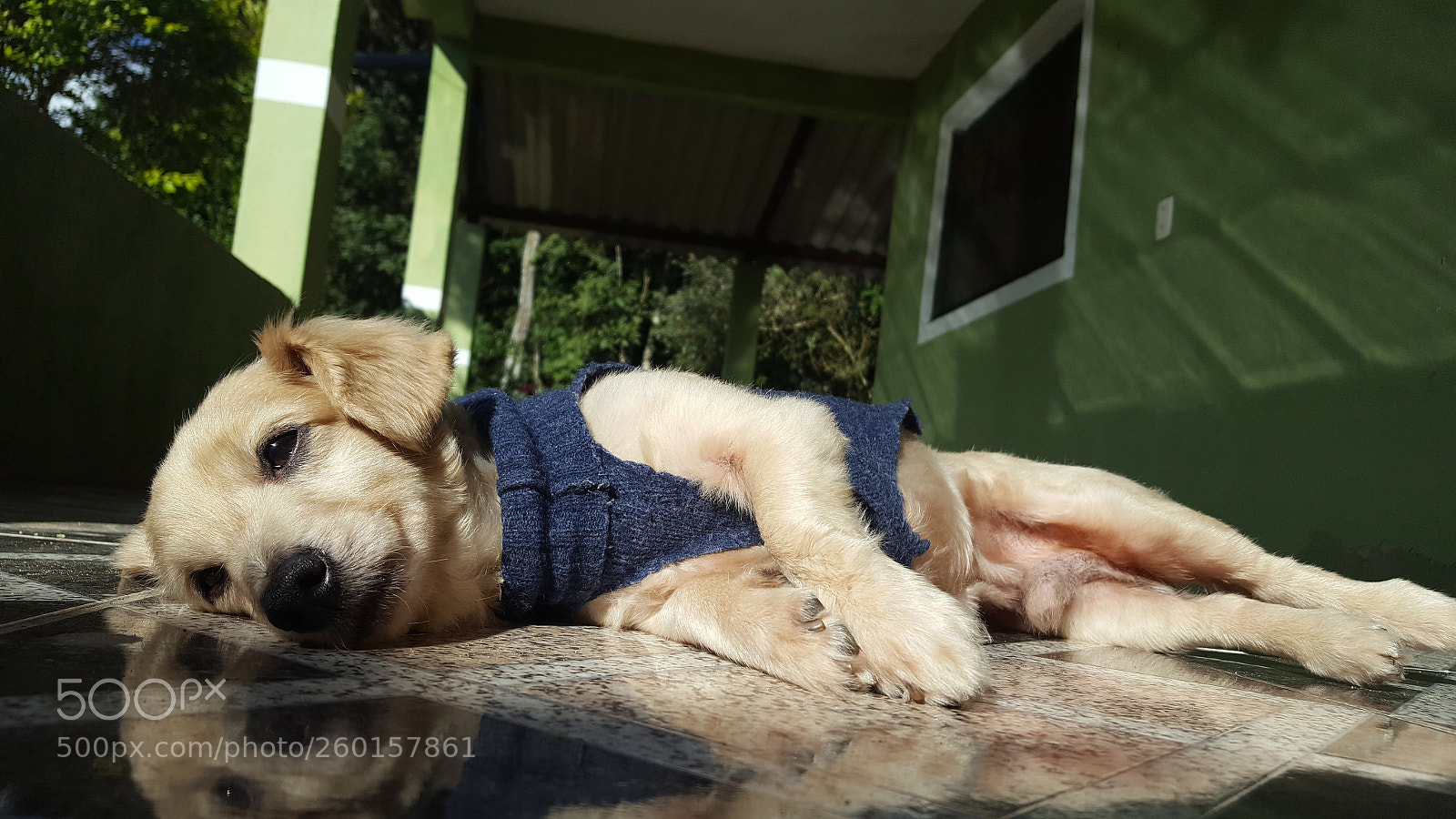Samsung Galaxy S6 sample photo. Dog photography