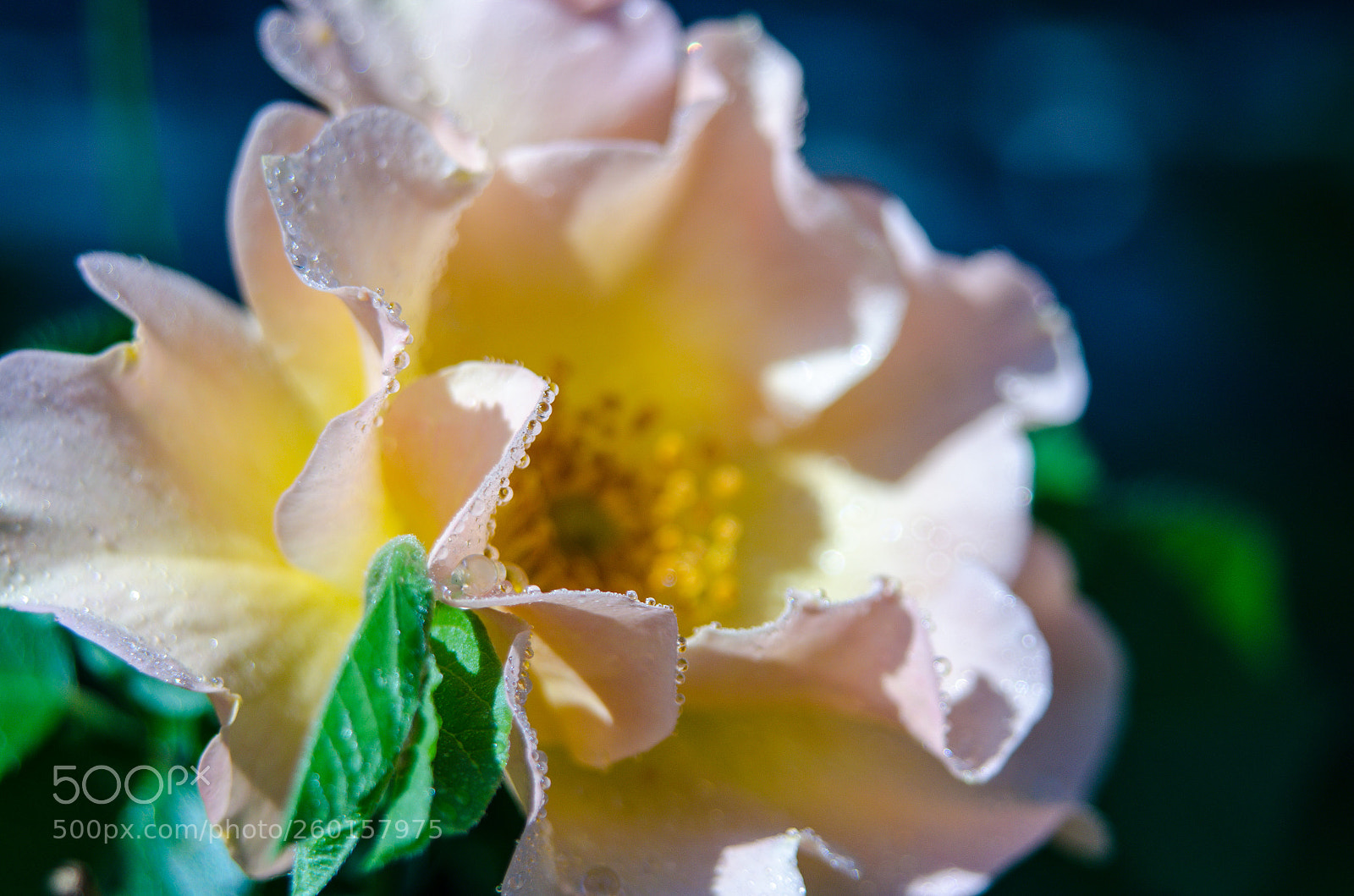 Nikon D7000 sample photo. My backyard2 photography
