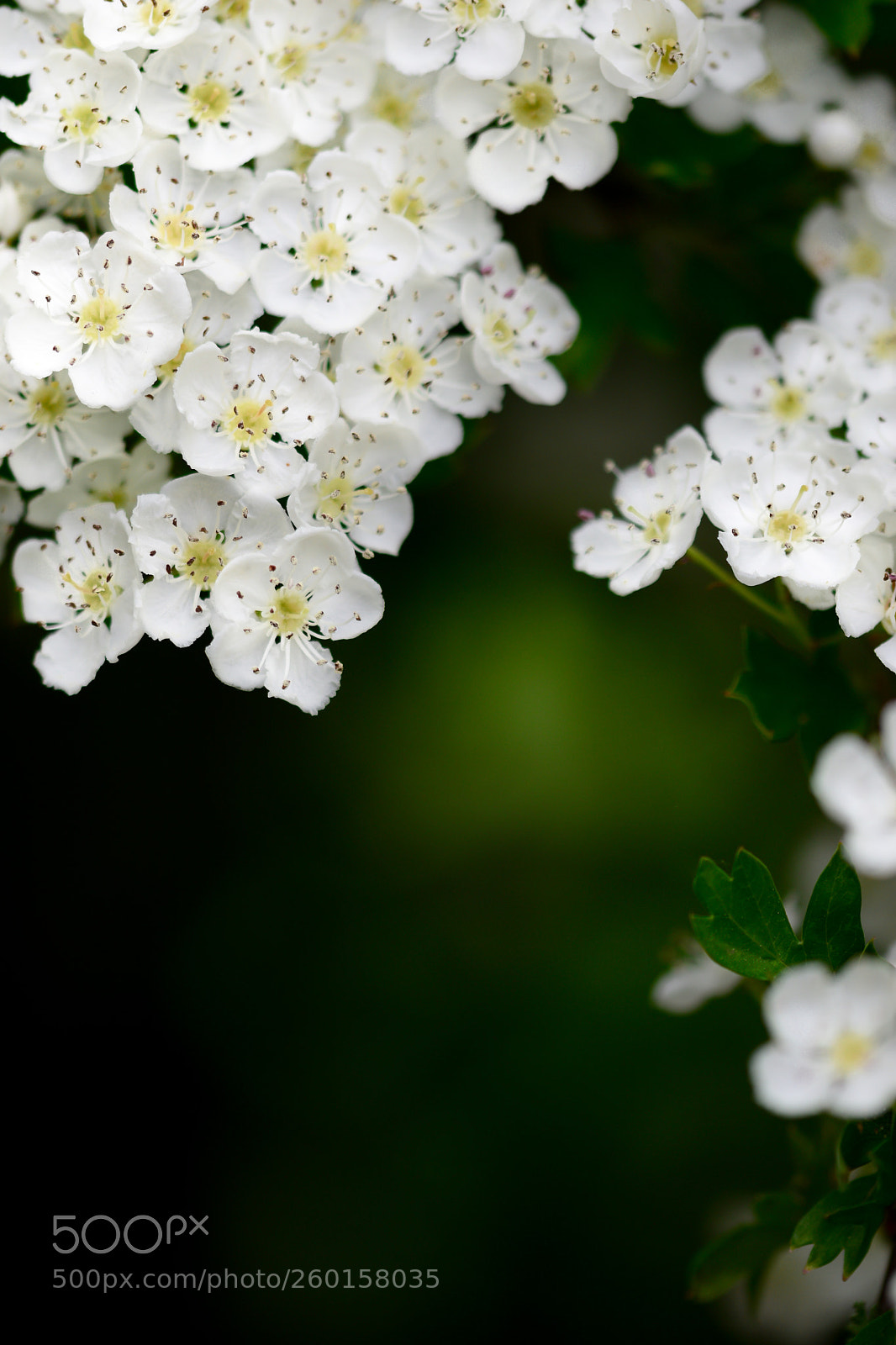 Nikon D5500 sample photo. Into the woods photography