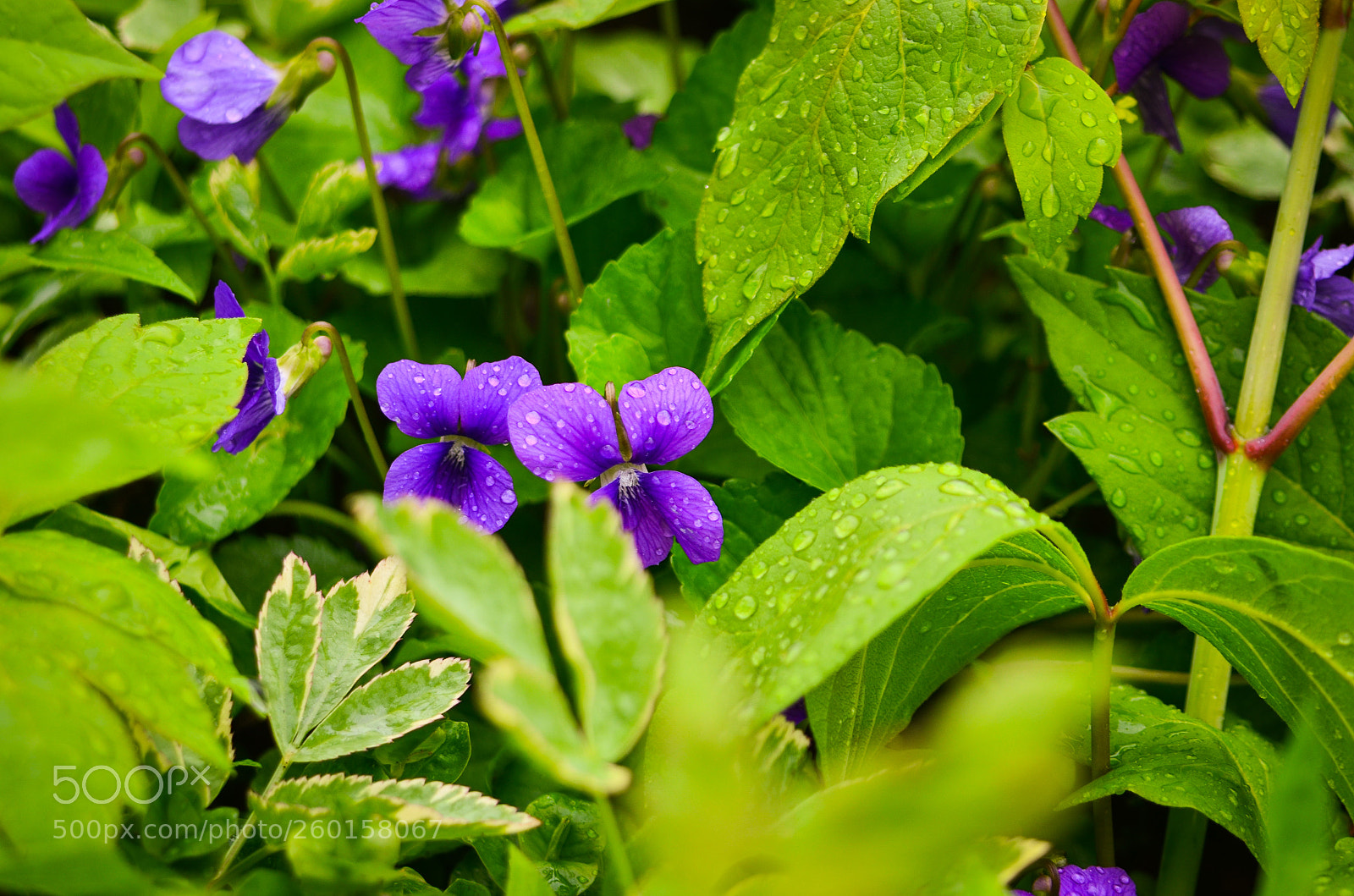 Nikon D7000 sample photo. Jungle in my yard photography