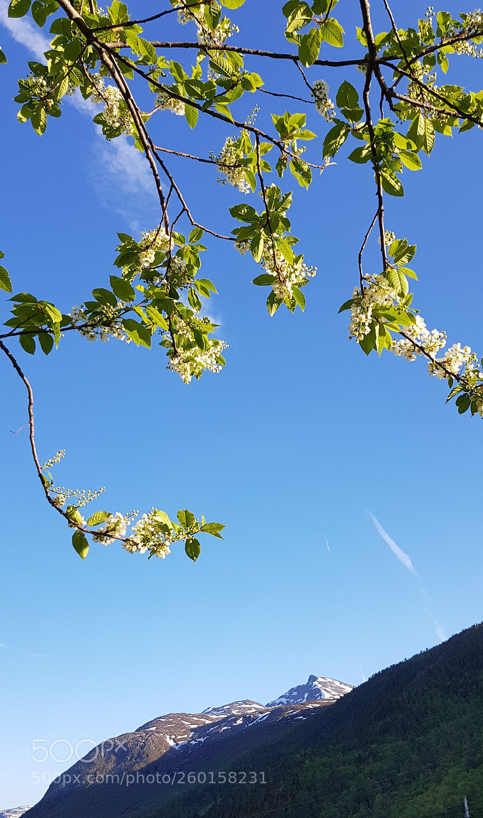 Samsung Galaxy S8 sample photo. Bird-cherry tree by the photography