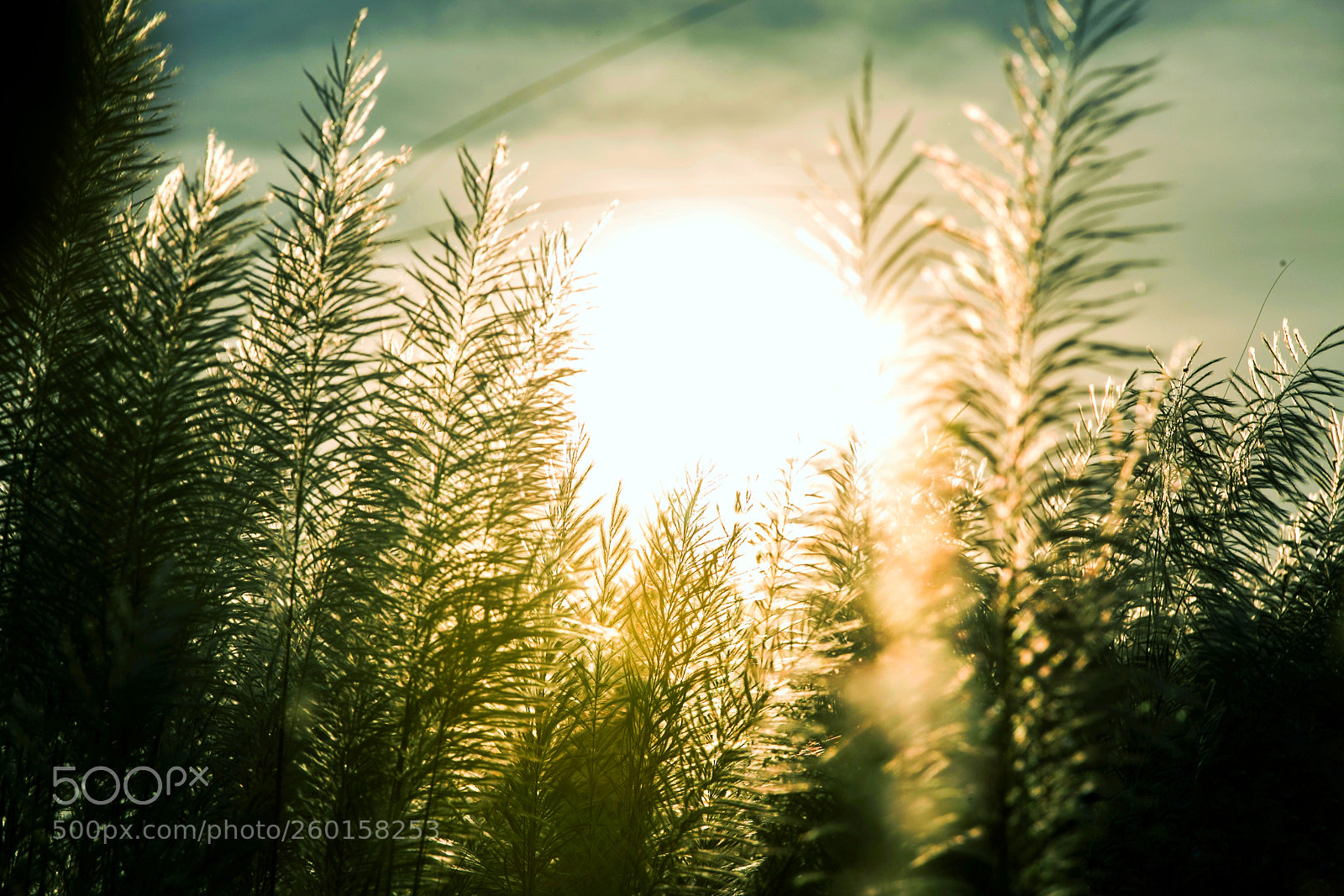Canon EOS 6D sample photo. Untitled photography
