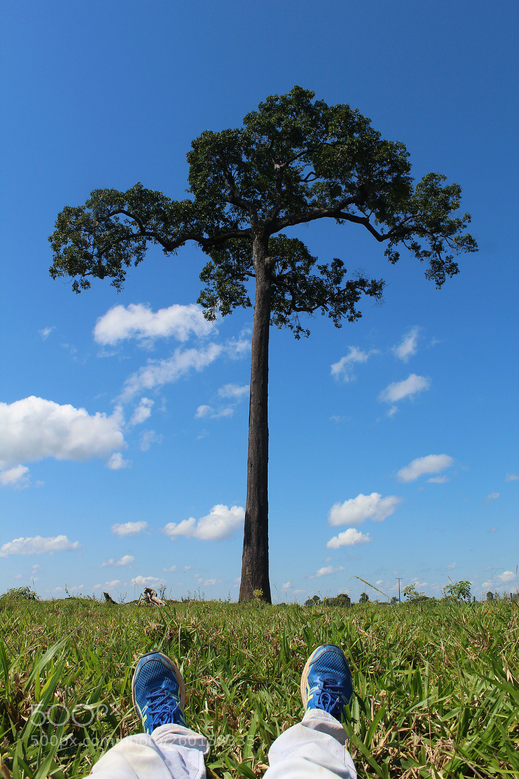 Canon EOS 1300D (EOS Rebel T6 / EOS Kiss X80) sample photo. Brazil nut tree photography