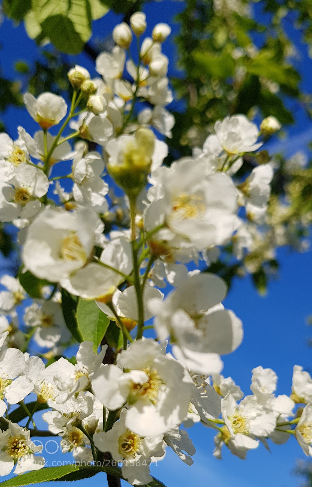 Samsung Galaxy S8 sample photo. Bird-cherry tree flowers photography