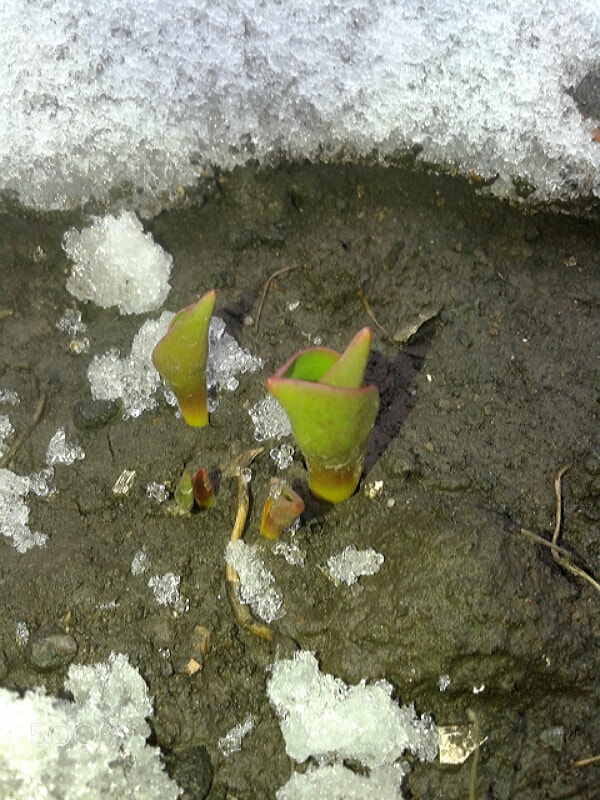 Samsung Galaxy Core sample photo. Little tulips in spring photography
