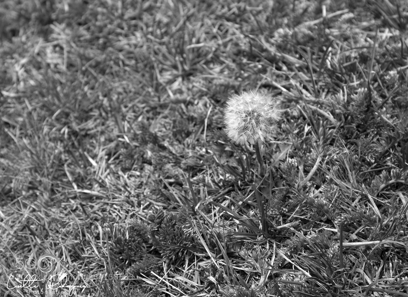 Canon EOS 600D (Rebel EOS T3i / EOS Kiss X5) sample photo. Untitled photography