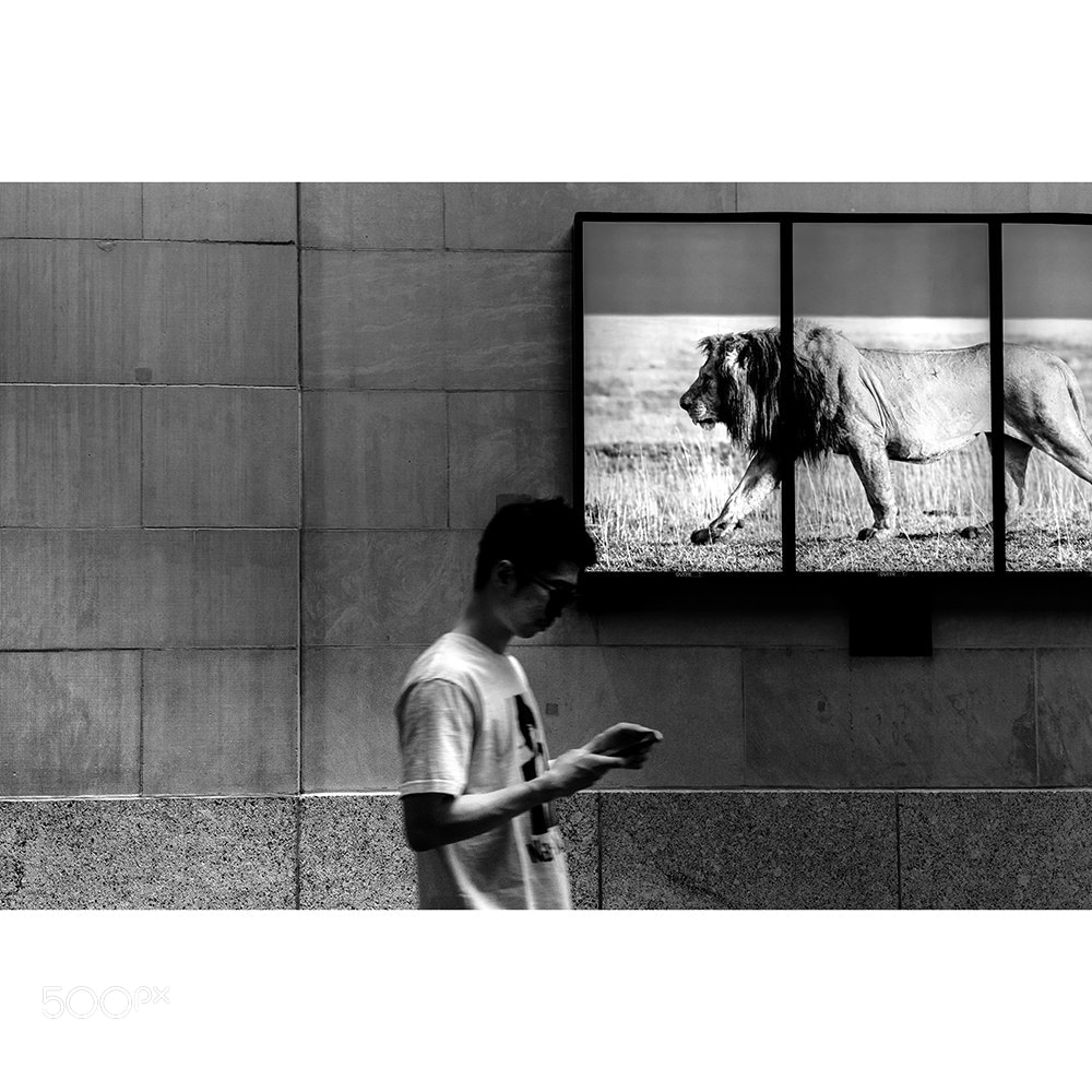 Fujifilm X-T2 sample photo. Lion king photography