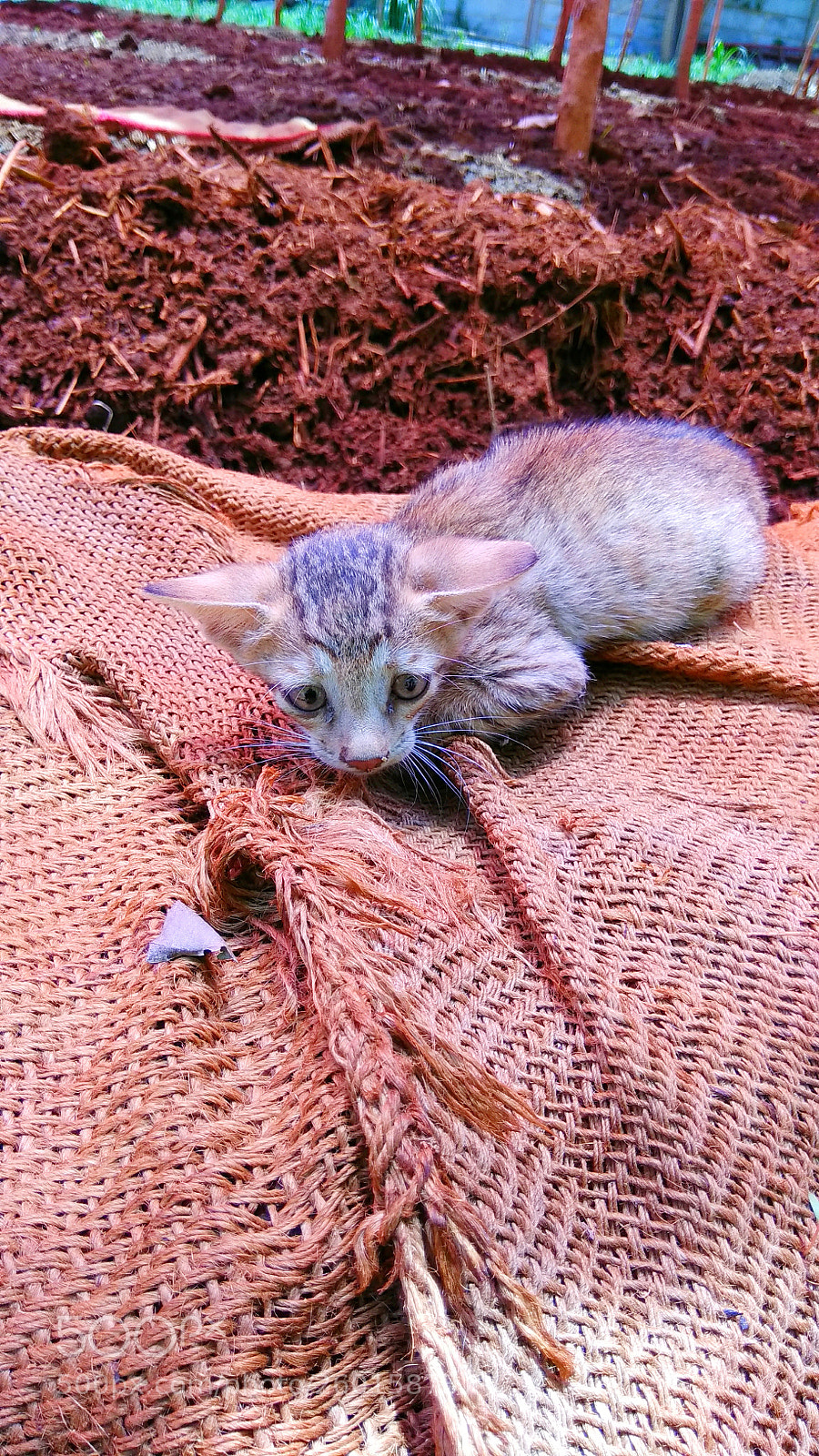 Xiaomi Redmi Note 4 sample photo. Img_20180112_203651.jpg photography