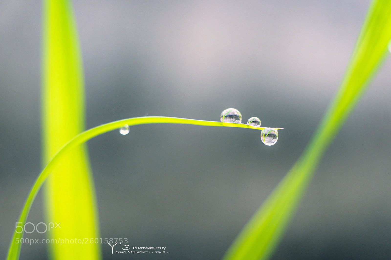 Sony a6000 sample photo. Morning dew. 露珠。1 photography