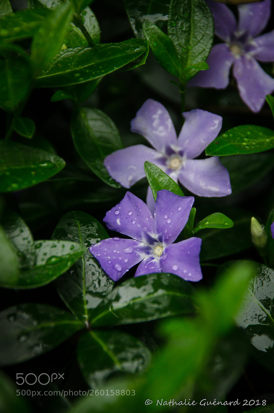 Nikon D7000 sample photo. Vinca minor - petite photography