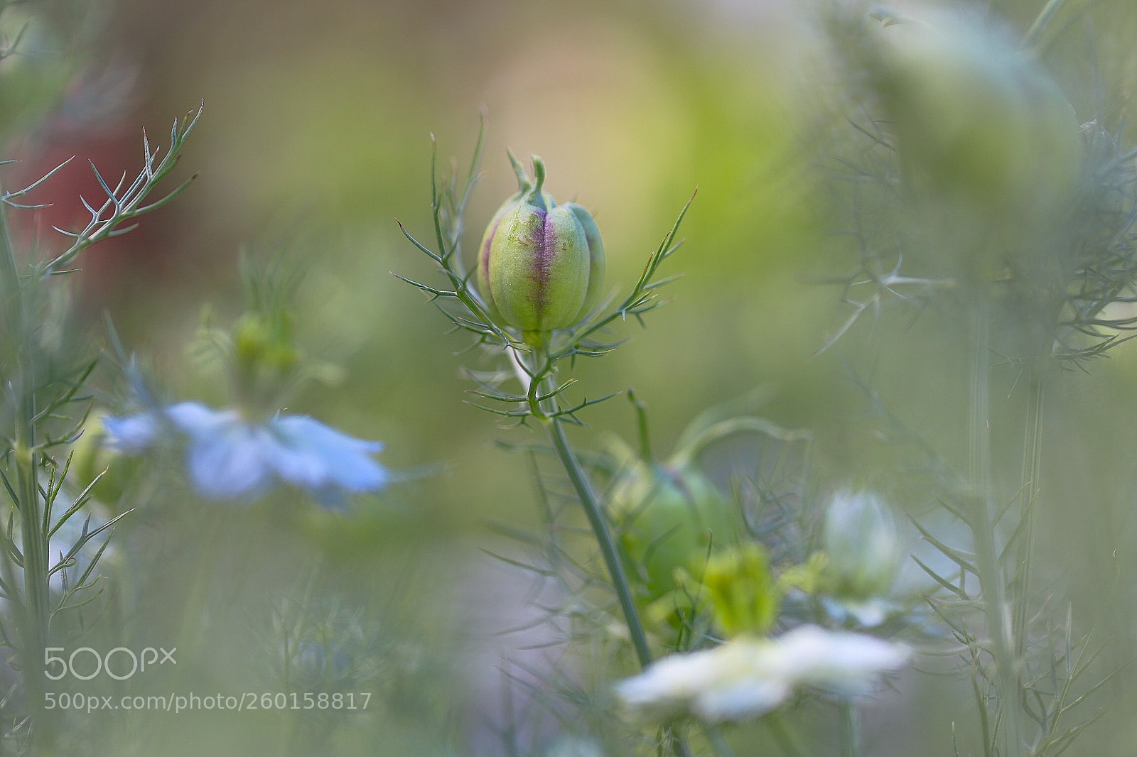 Canon EOS 6D Mark II sample photo. Love in the mist photography