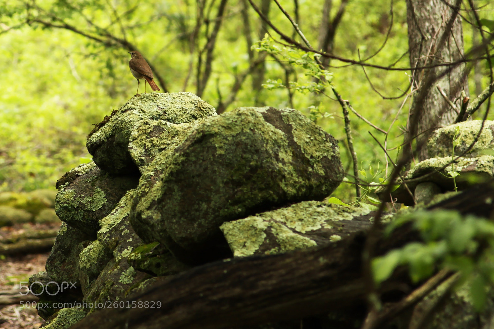 Canon EOS 50D sample photo. Preservation photography