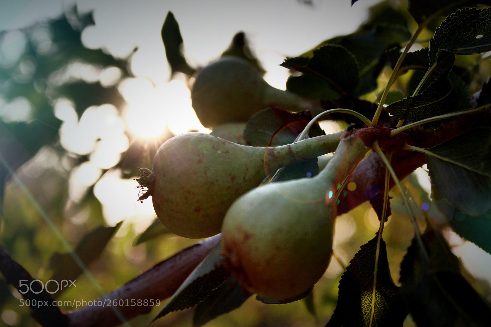 Canon EOS 700D (EOS Rebel T5i / EOS Kiss X7i) sample photo. Untitled photography