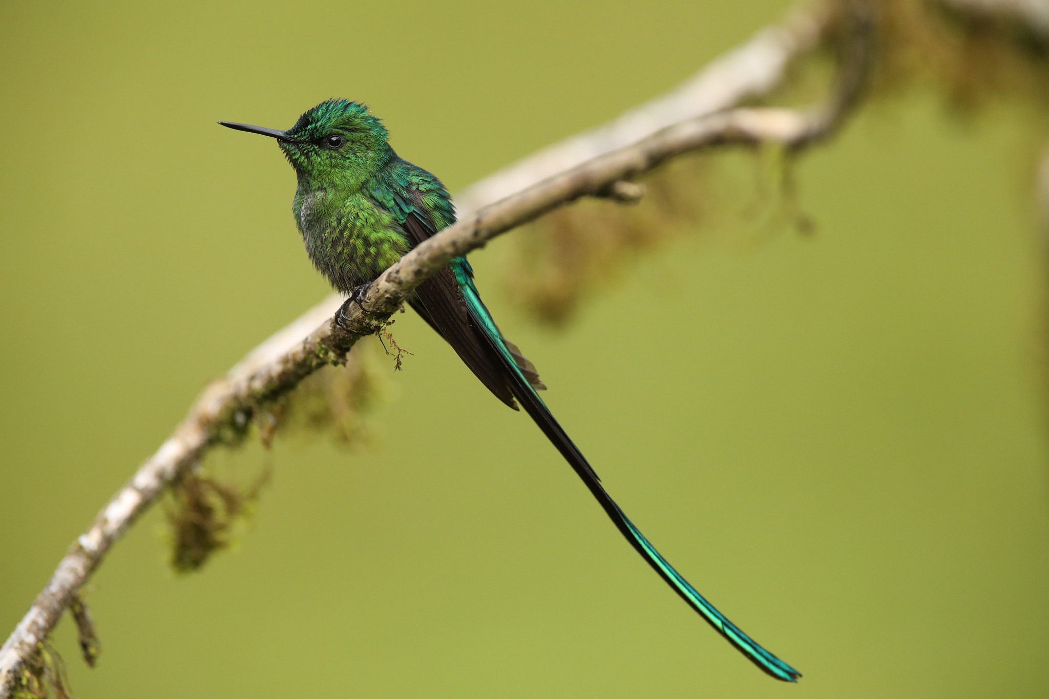 Canon EOS 5D Mark IV + Canon EF 300mm F2.8L IS USM sample photo. Aglaiocercus kingii ♂ photography