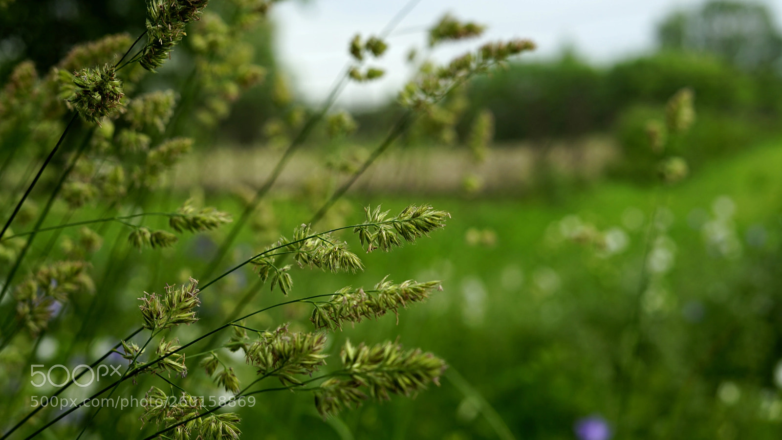 Sony a7 II sample photo. Trawa photography