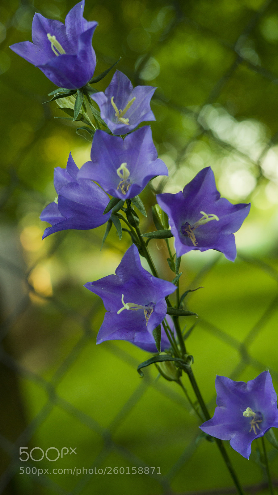 Sony a7 II sample photo. Blue bells  flowers photography